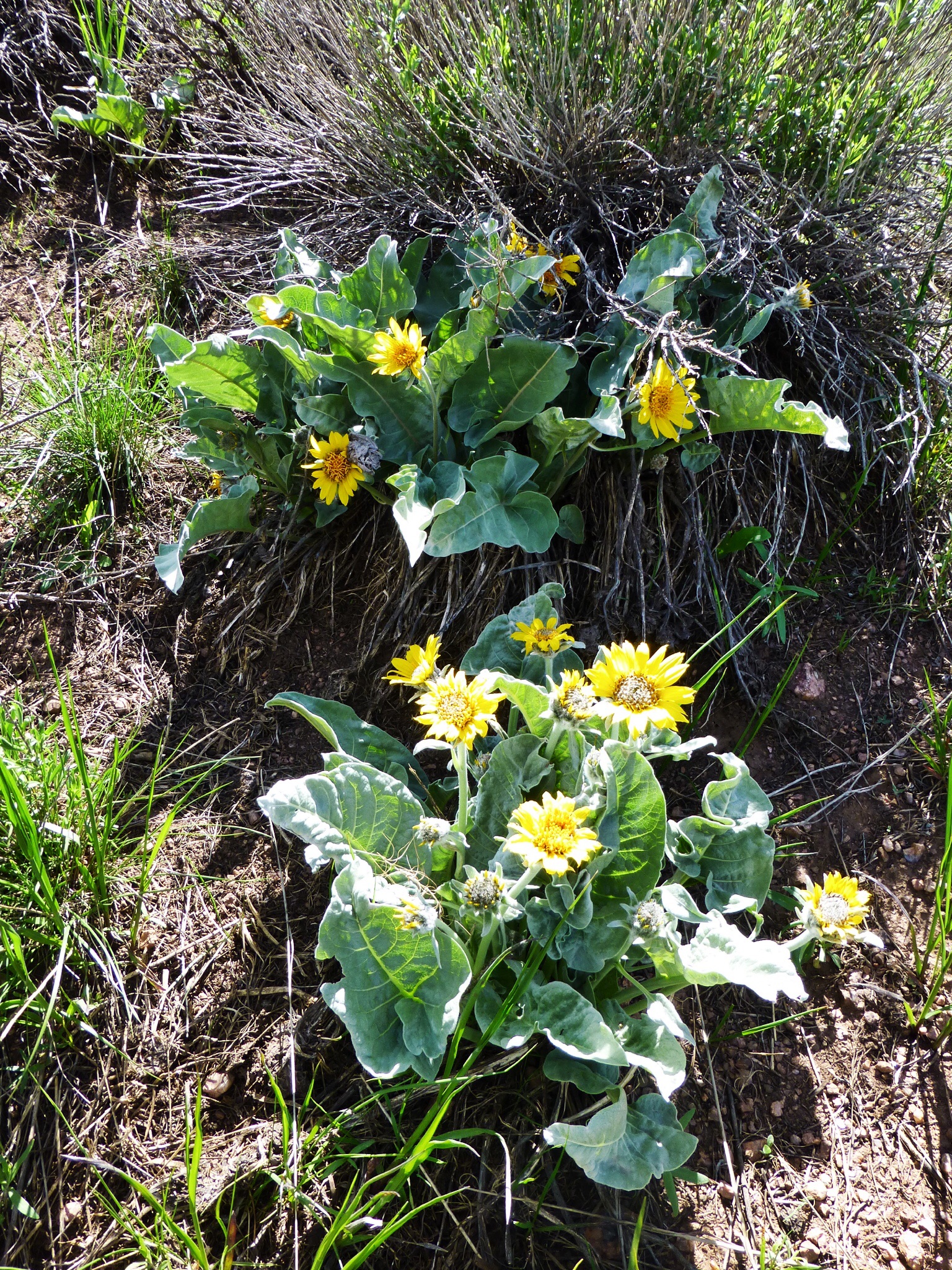 Arrow Leaf Balsamroot