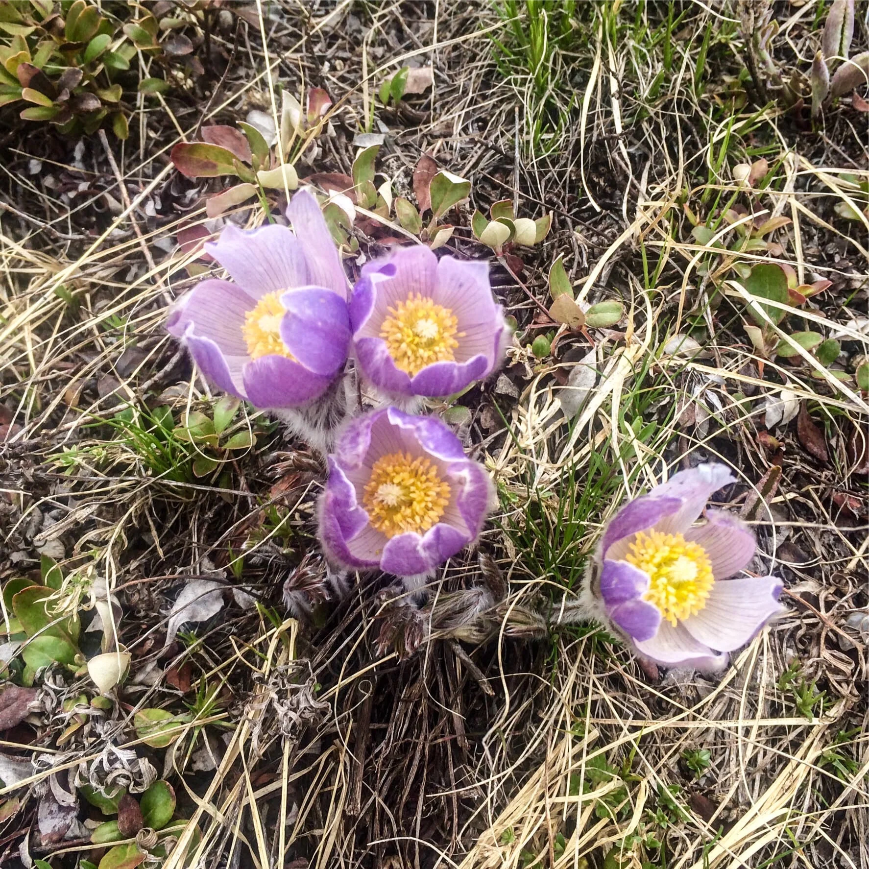 Pasqueflower