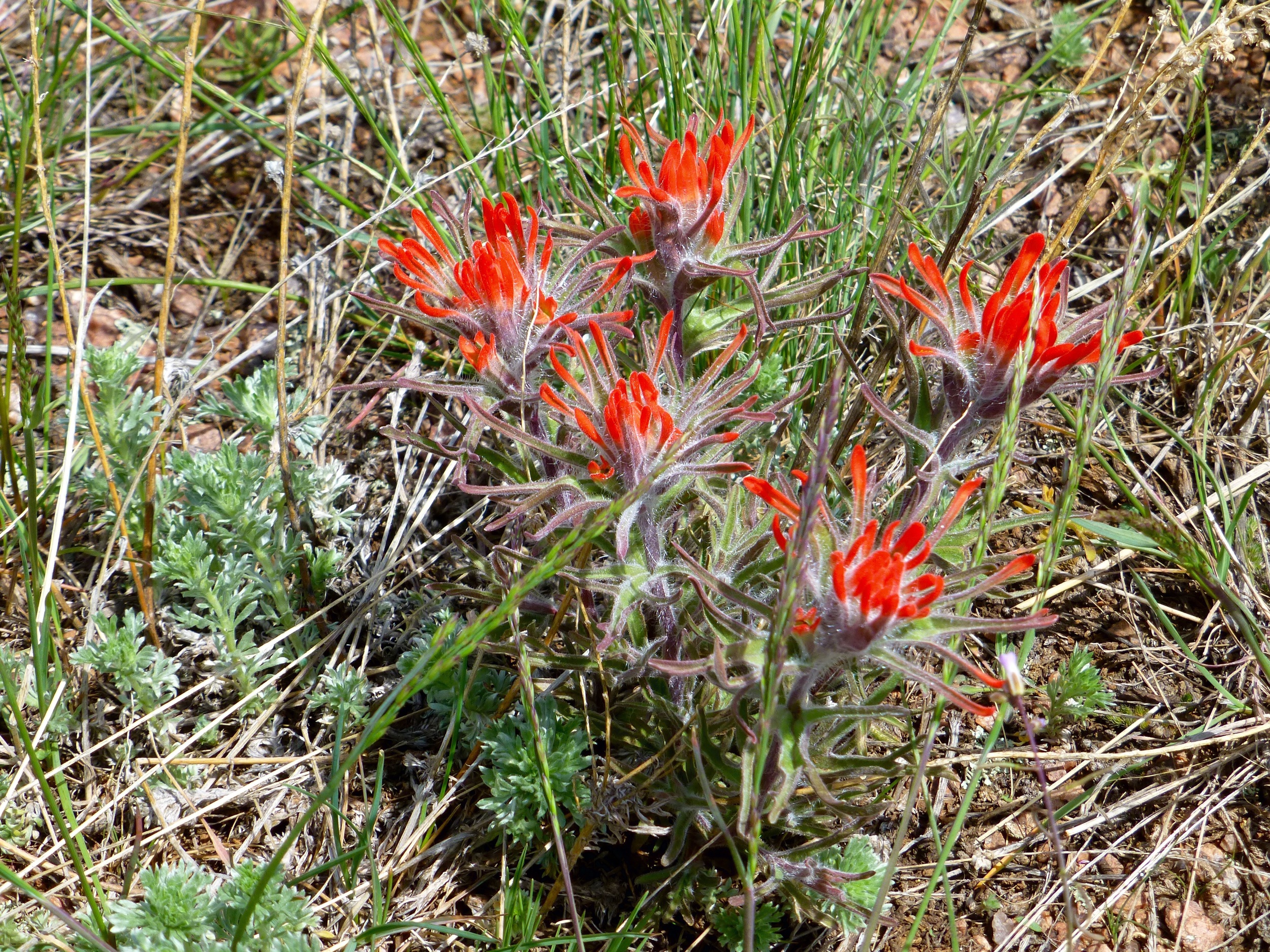 Indian Paintbrush