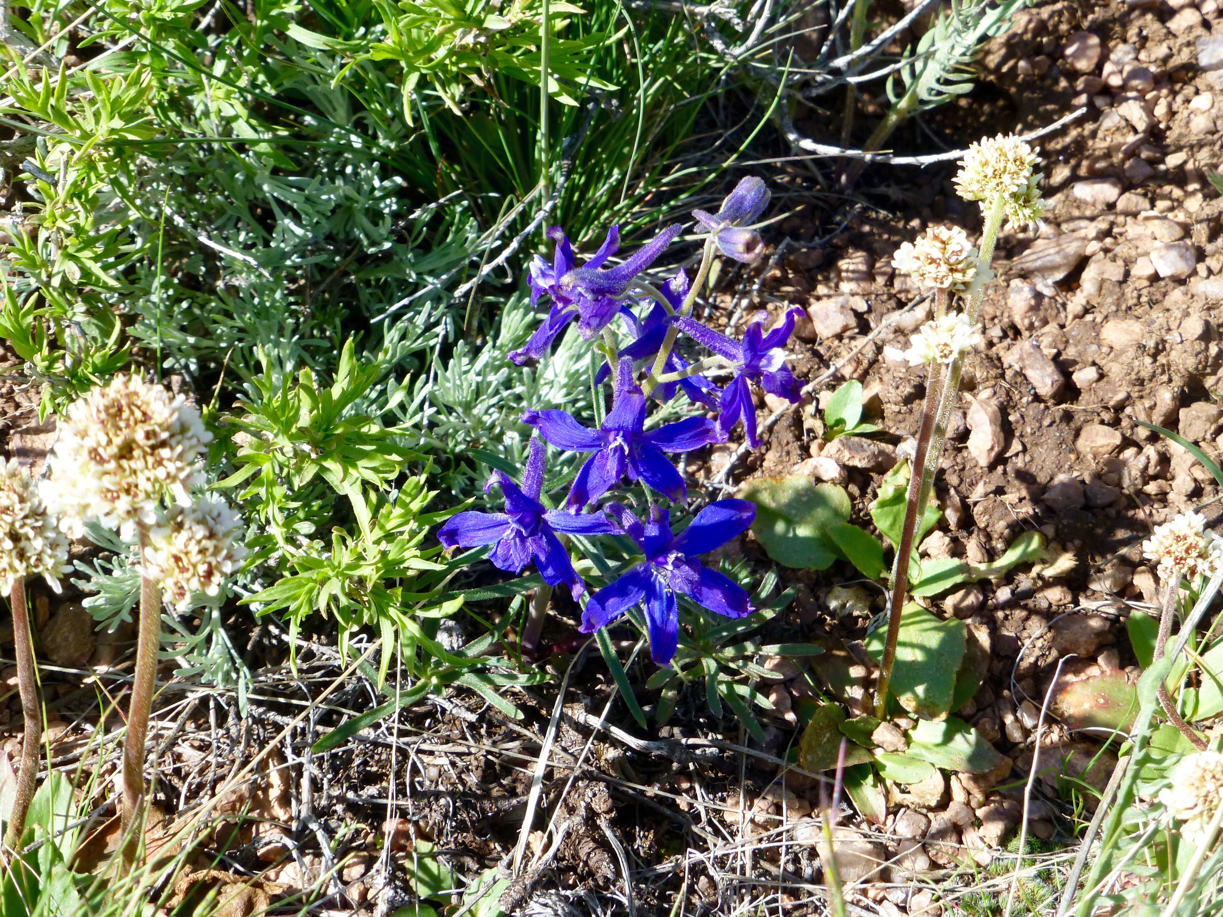 Larkspur