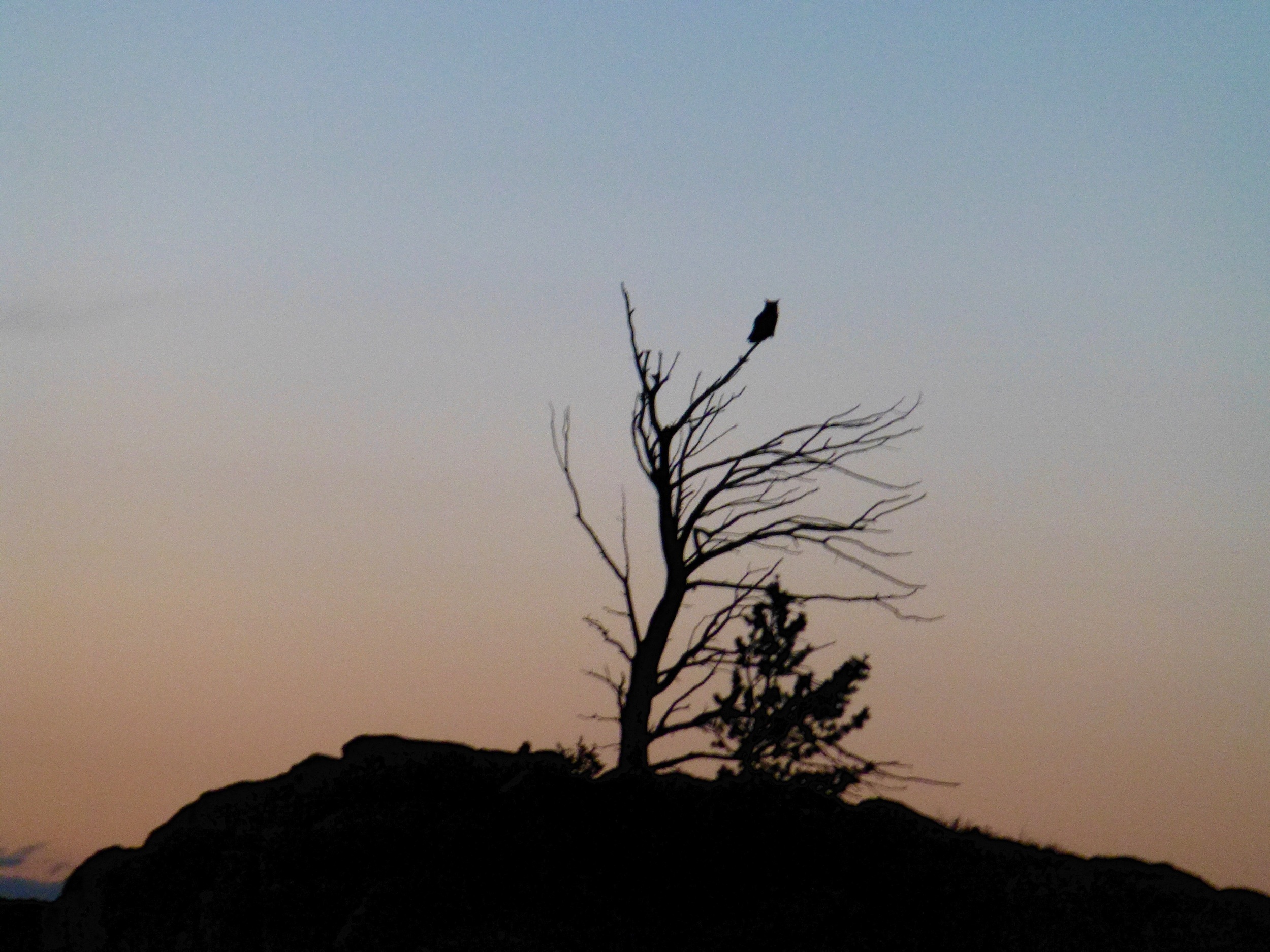 Great Horned Owl on top of a dead Limber Pine on Sunset Ridge