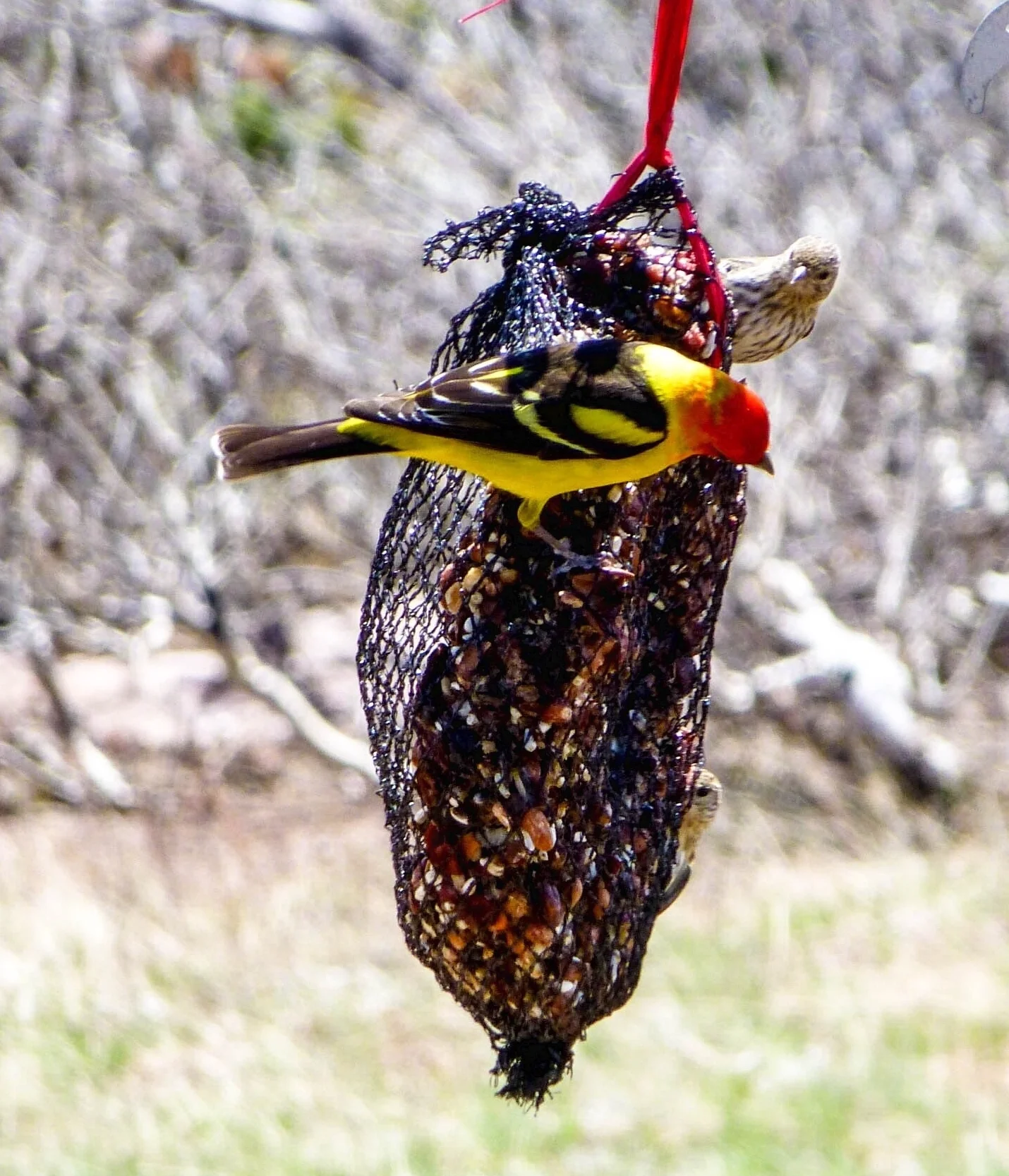 Western Tanager