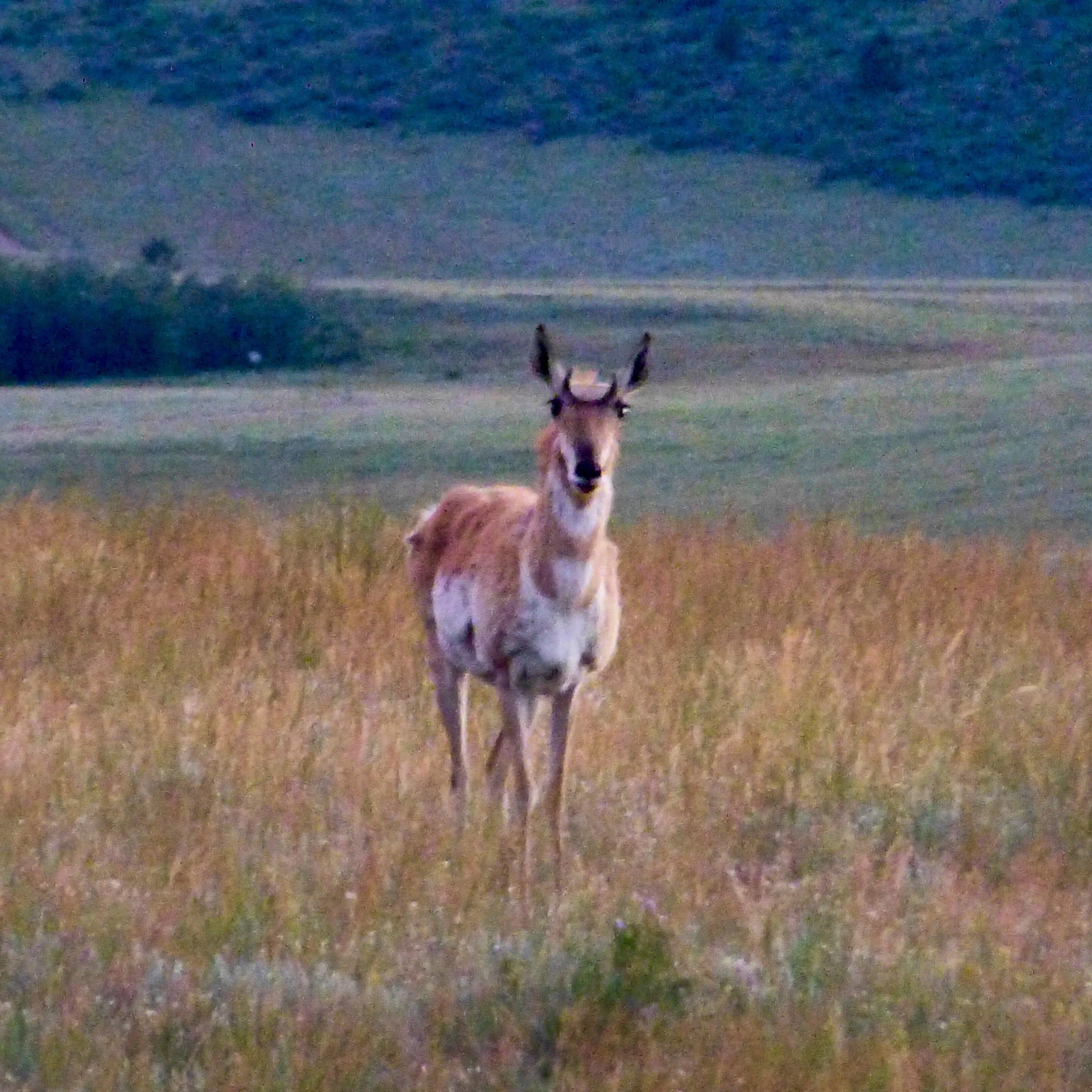 Curious doe antelope keeps edging closer, 50 yds from our dinner table 