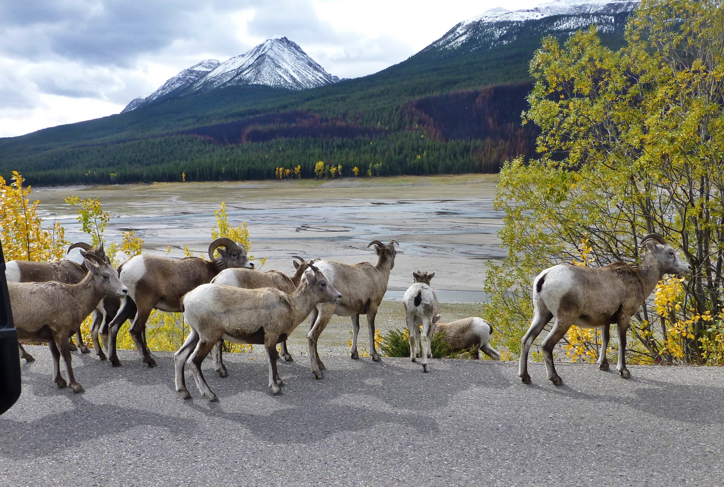 Bighorn Sheep