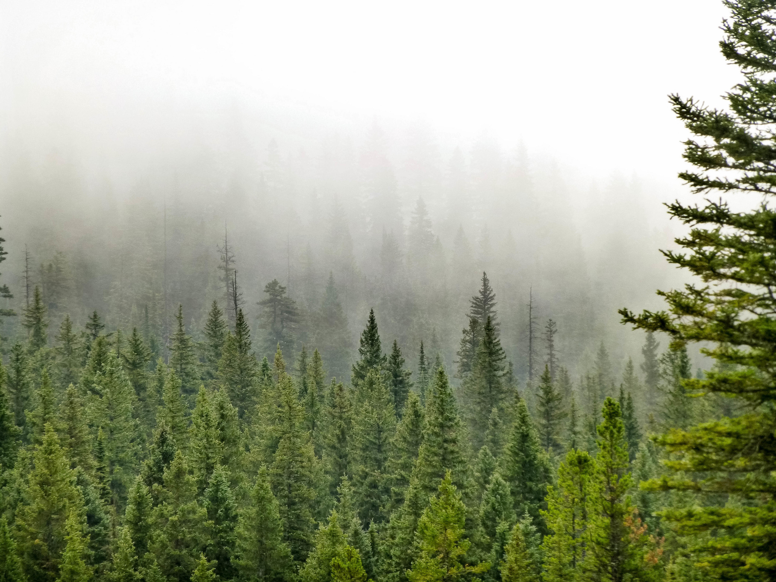 Trees in the clouds