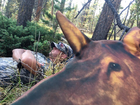 Dolly the decoy slips past Ben during our midday nap….