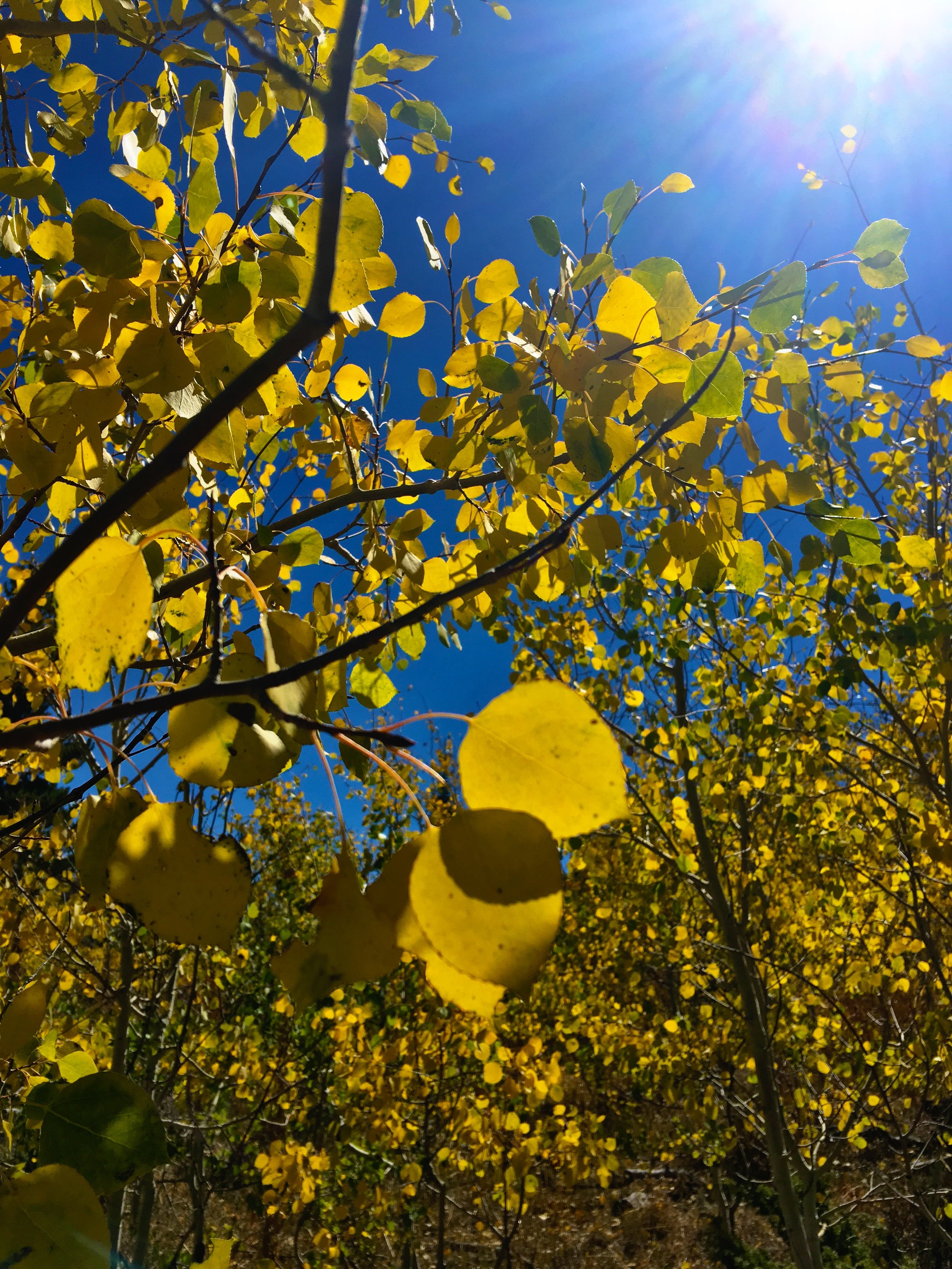 Aspens turning to gold under deep blue skies