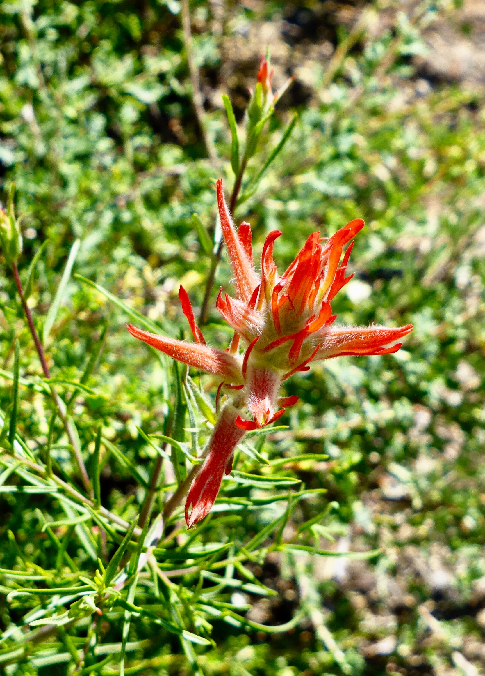 Indian Paintbrush