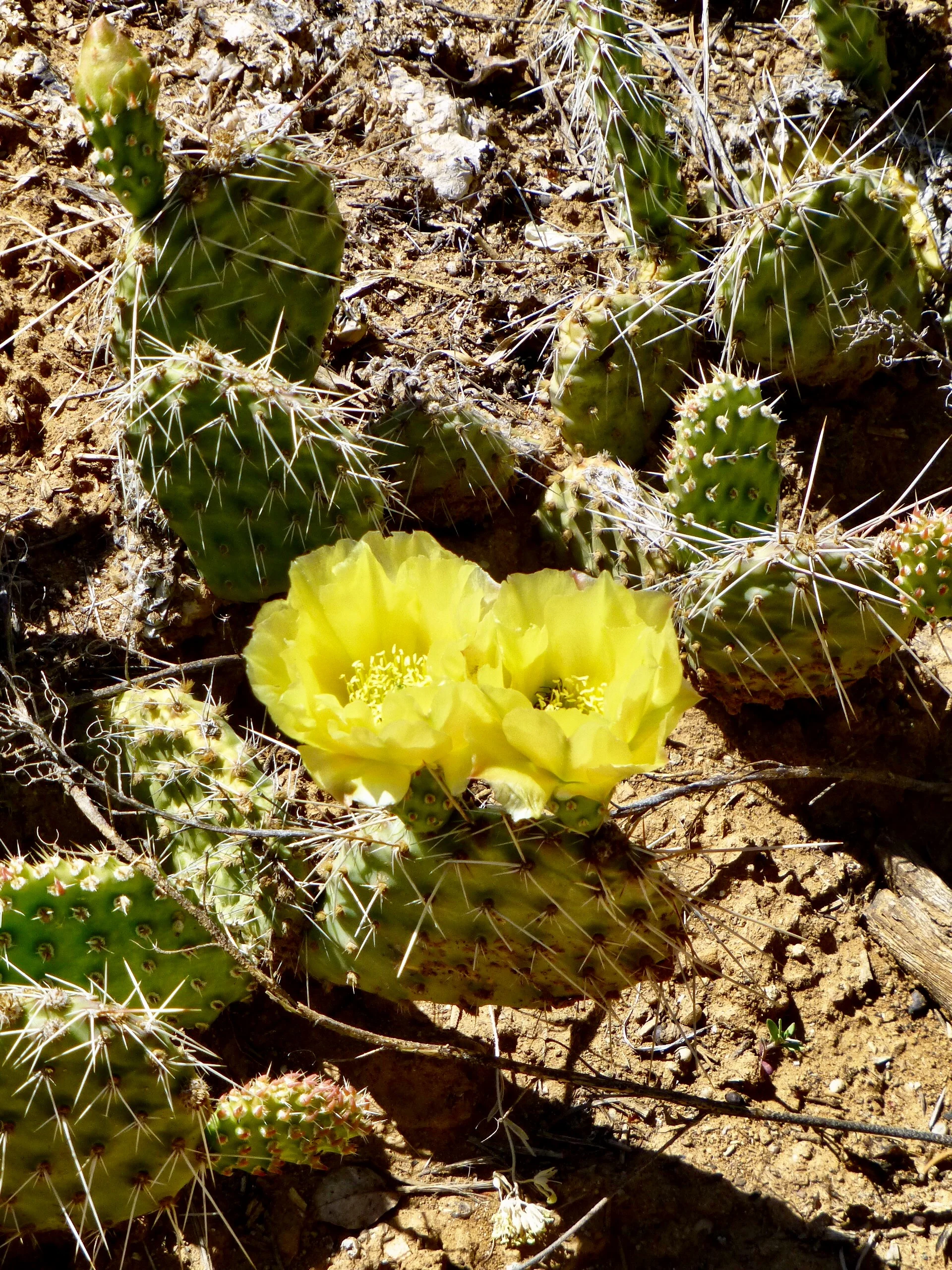 Prickly Pear Cactus