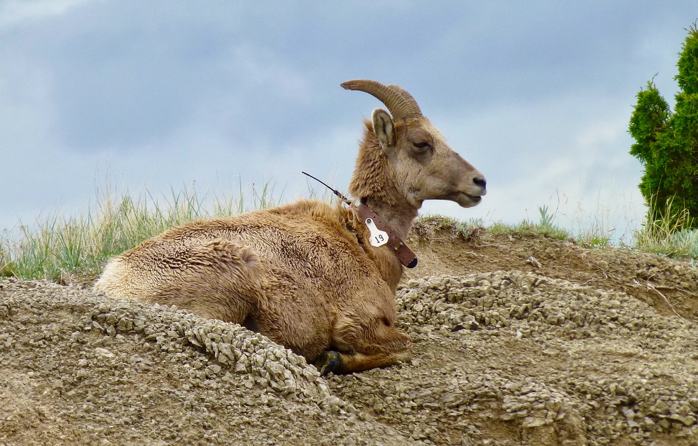 Collared ewe