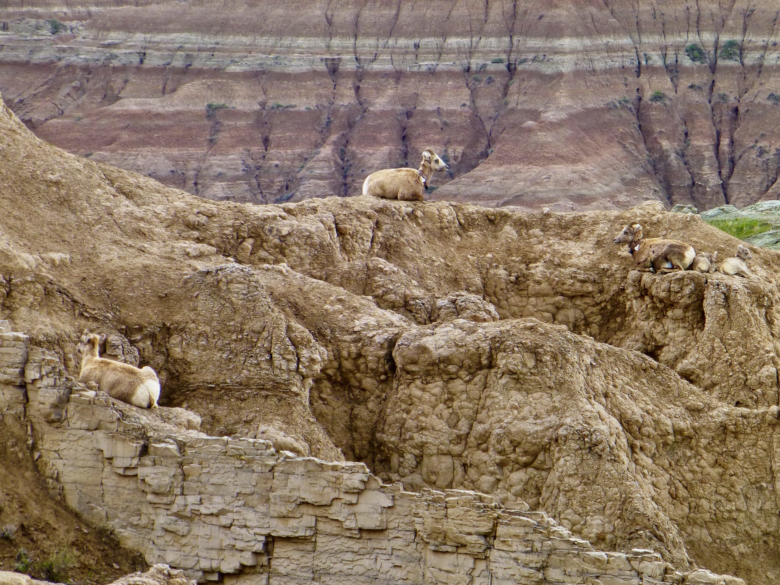 Can you find all five sheep? Three adult ewes and two newborn lambs off to the right.