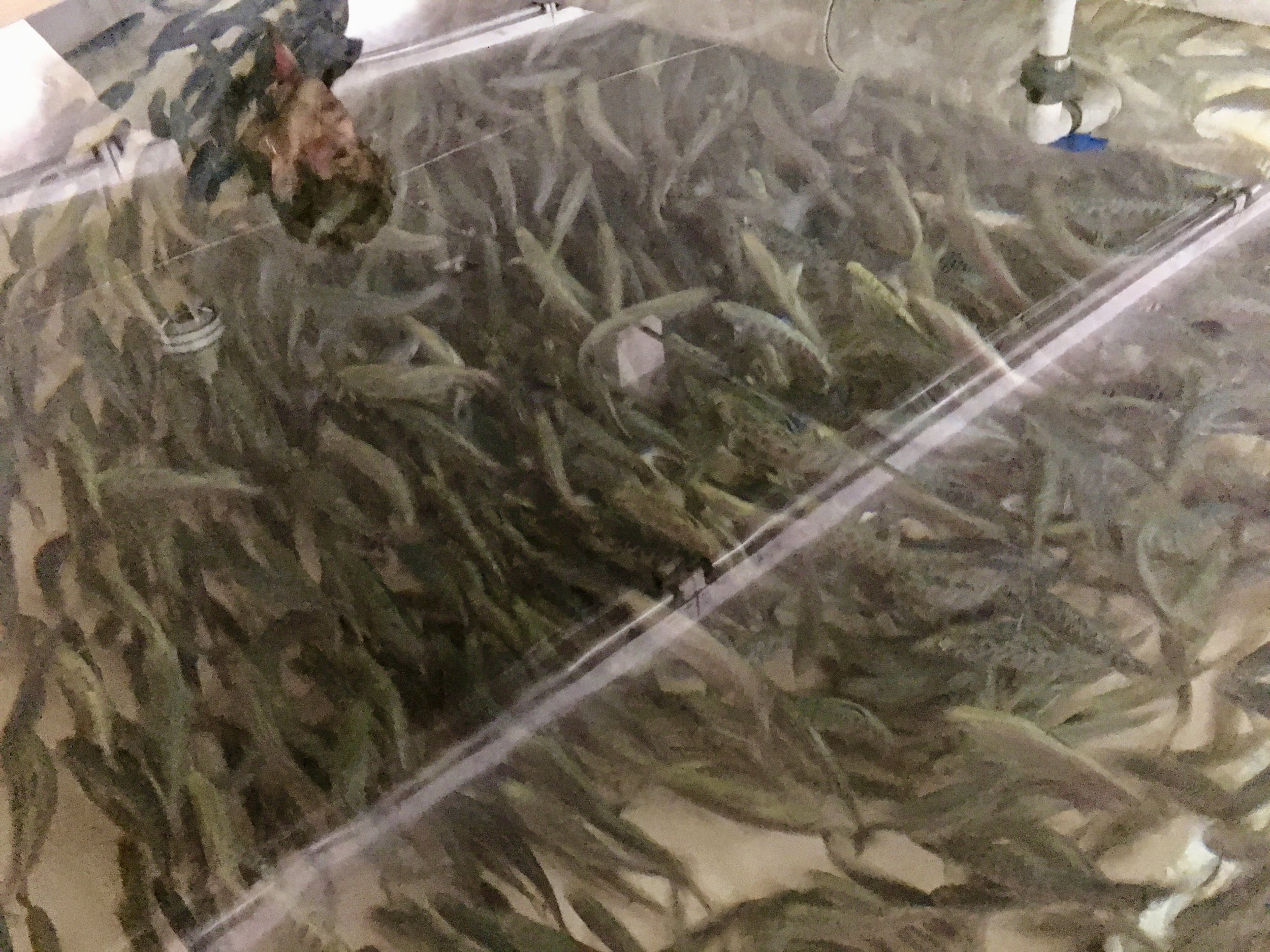 Shirley reflecting on a trout production tank
