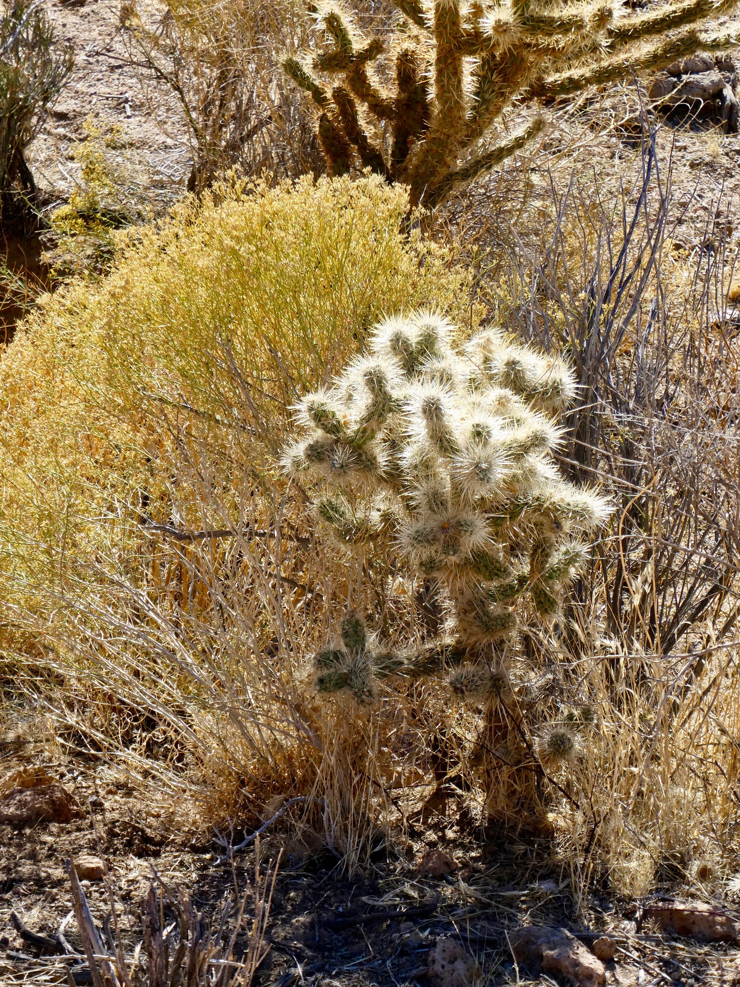 Buckhorn Cholla Cactus