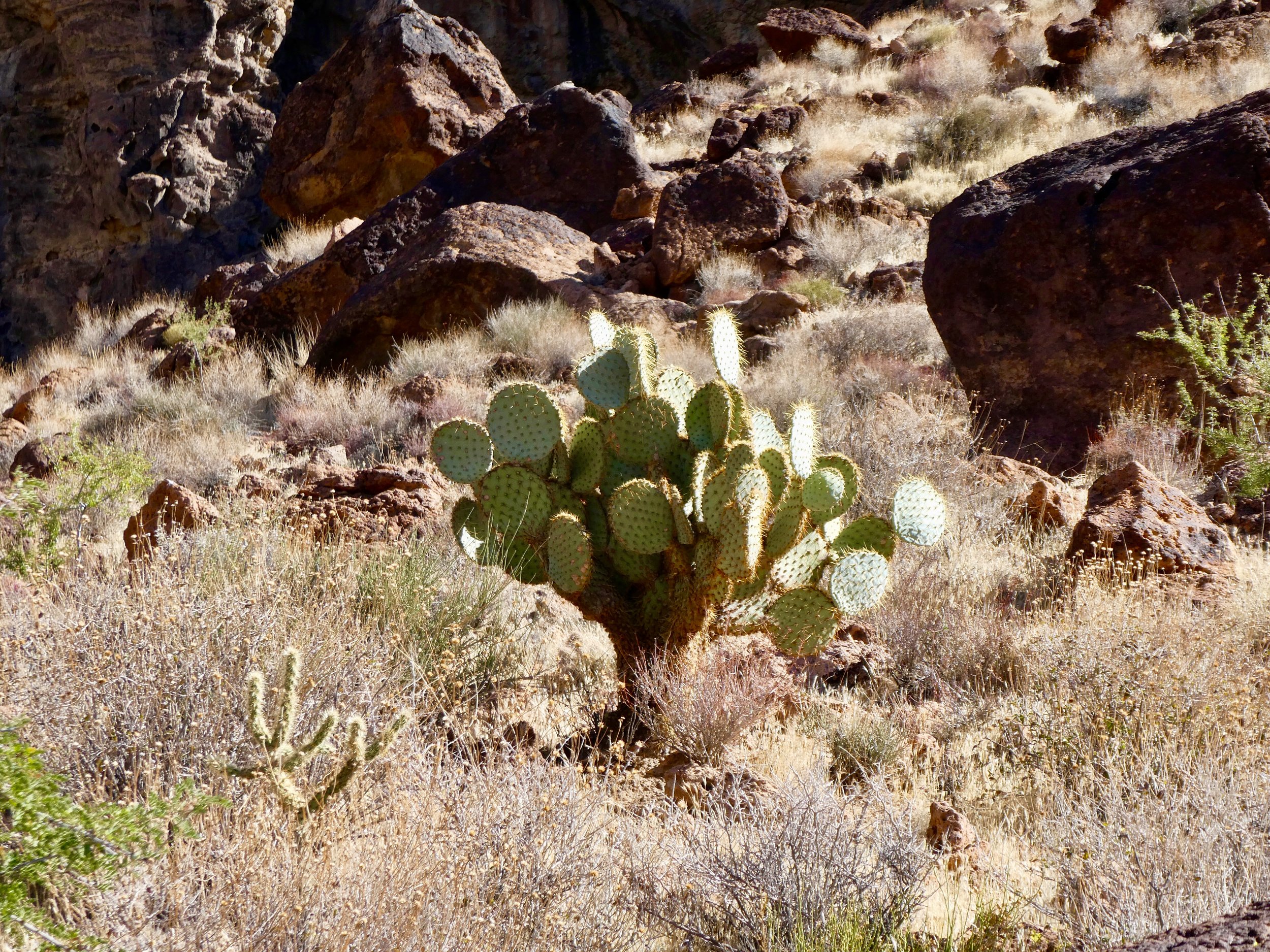 Beavertail Cactus