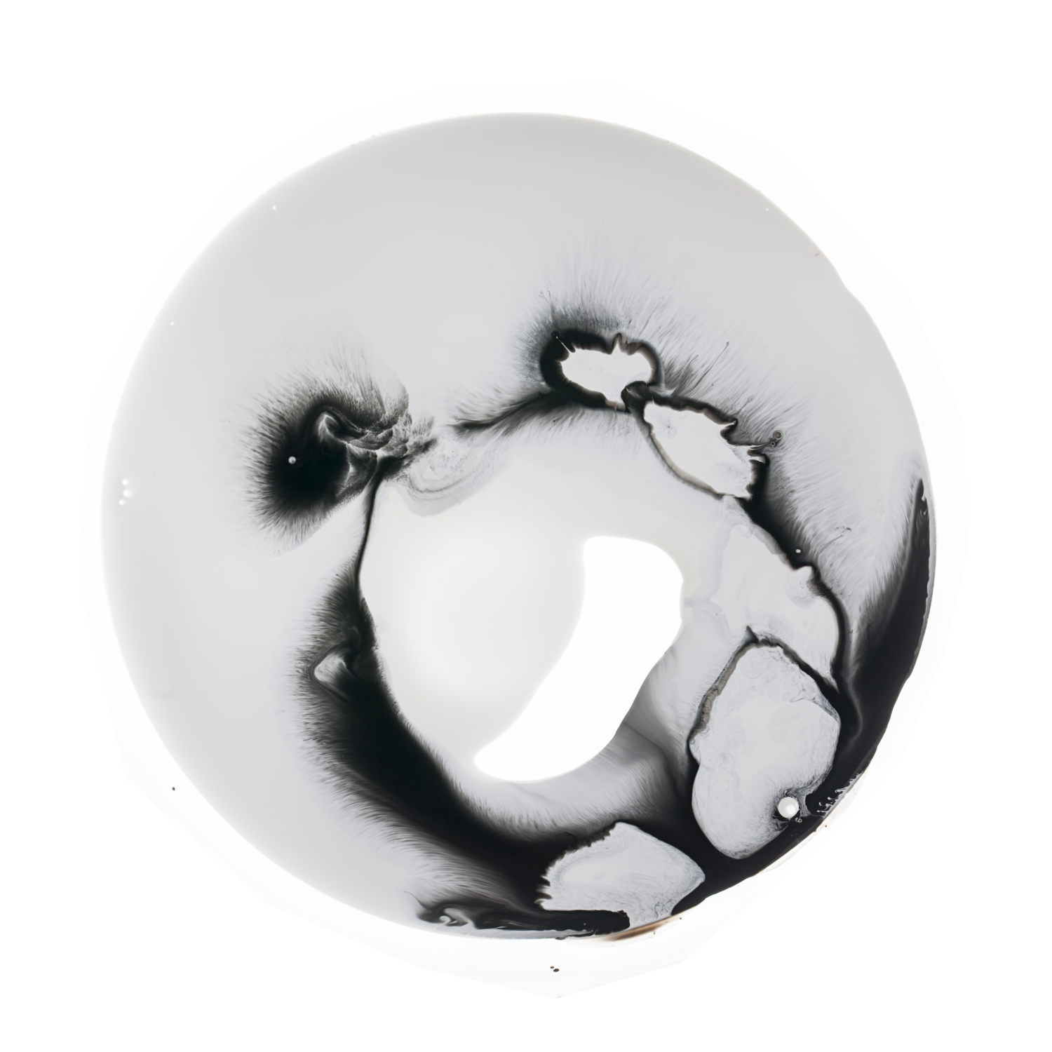 Petri Dish series 1 .jpg