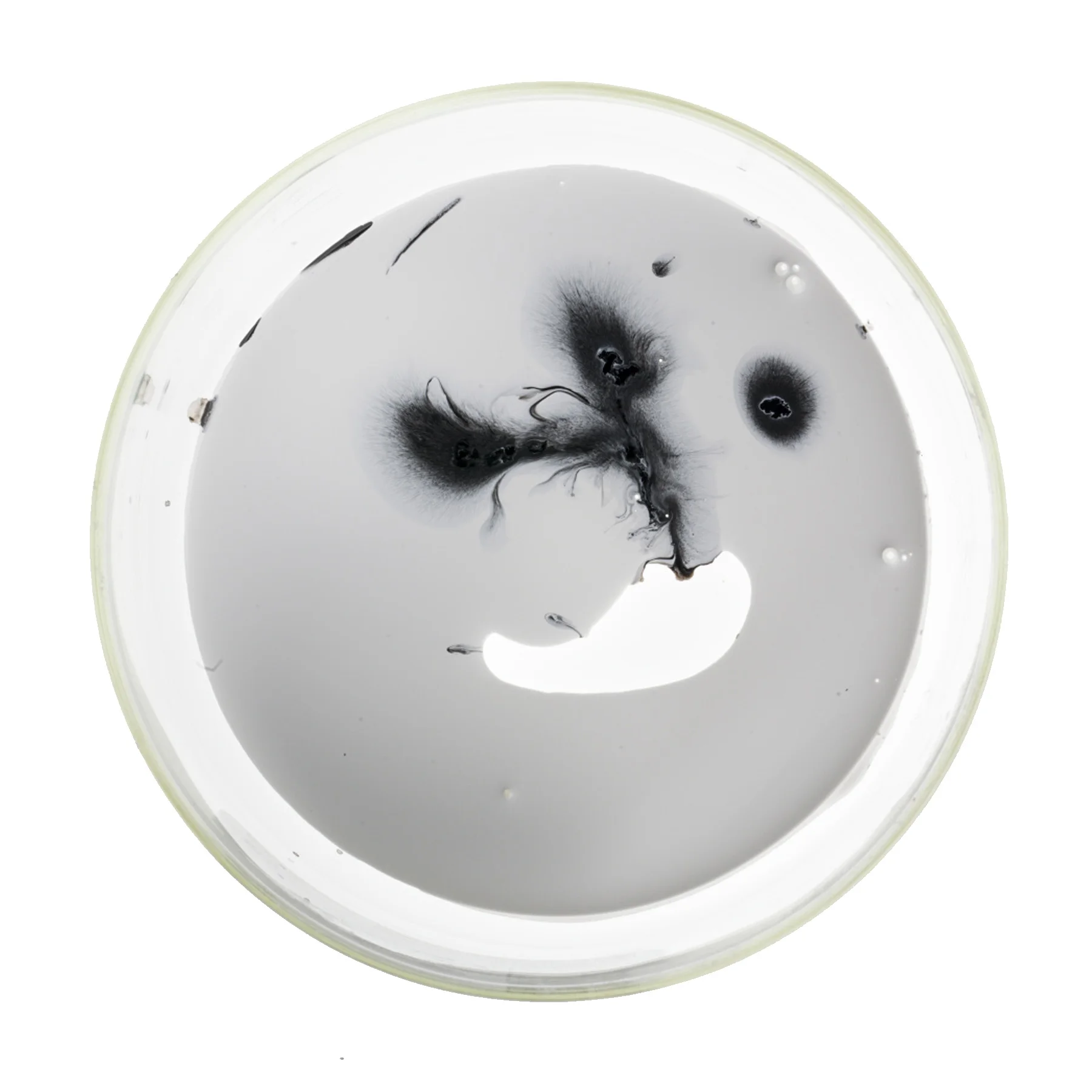 Petri-Dish-Series-7-JD-DORIA-Velvit-1.jpg