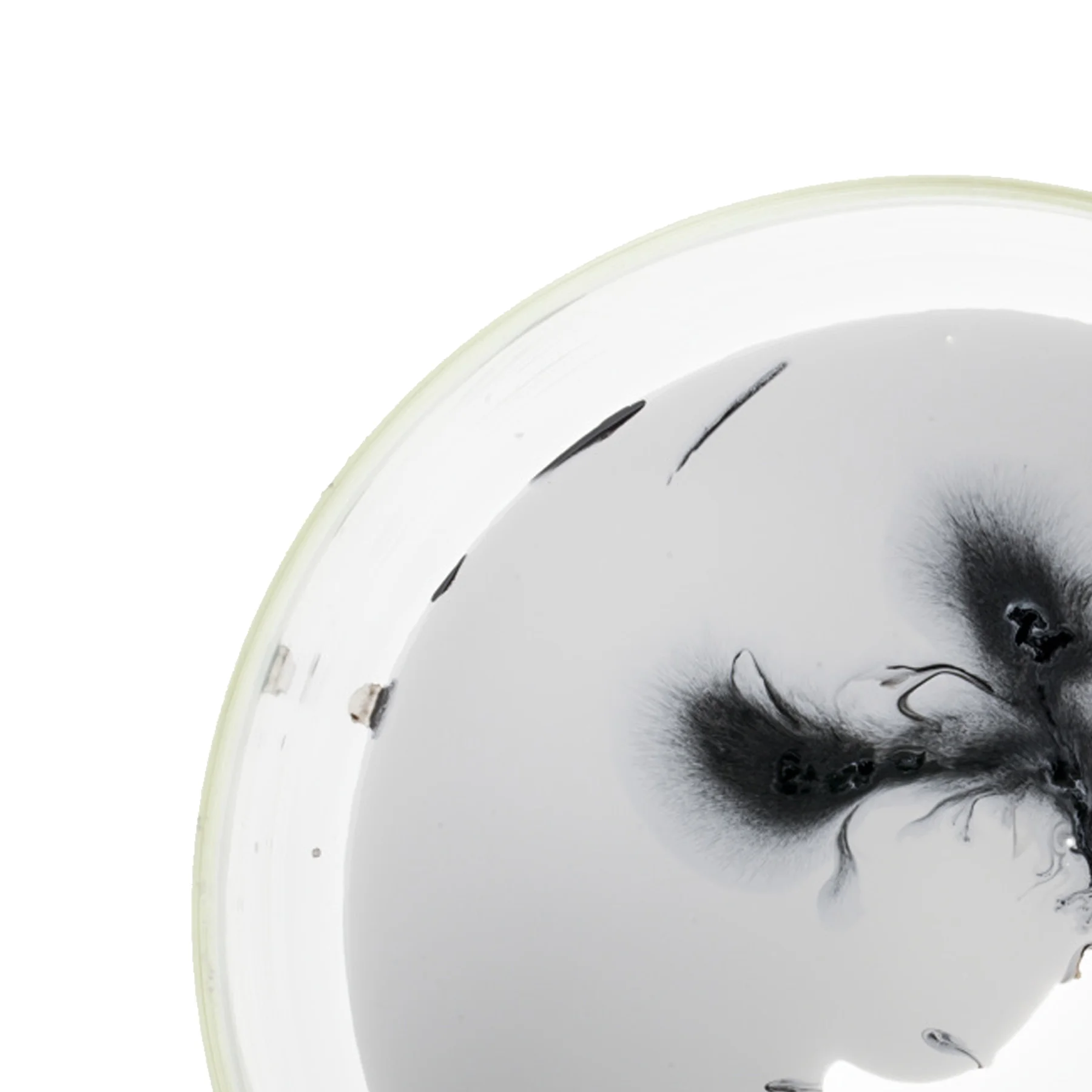 Petri-Dish-Series-7-JD-DORIA-Velvit-4.jpg