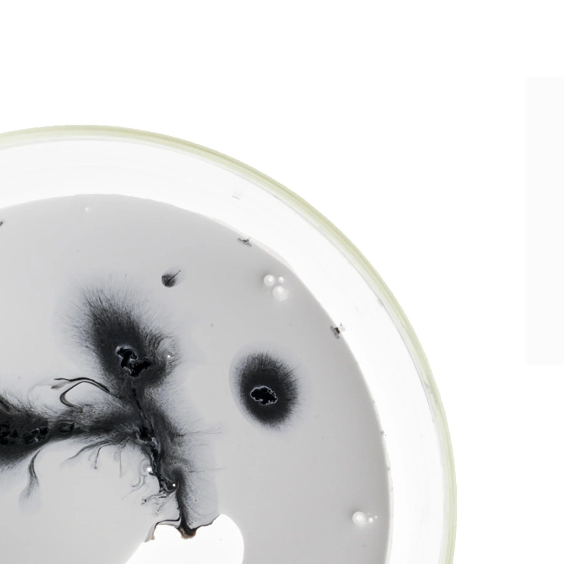 Petri-Dish-Series-7-JD-DORIA-Velvit-5.jpg