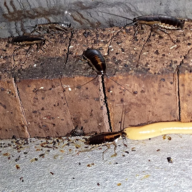 Baiting German Cockroaches