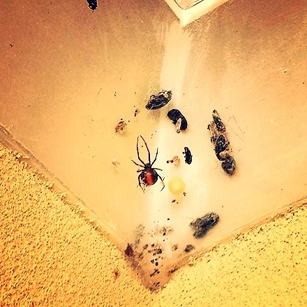 Red Back Spider