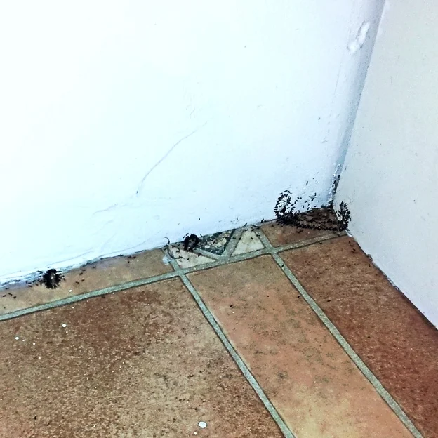 Baiting some White footed ants.