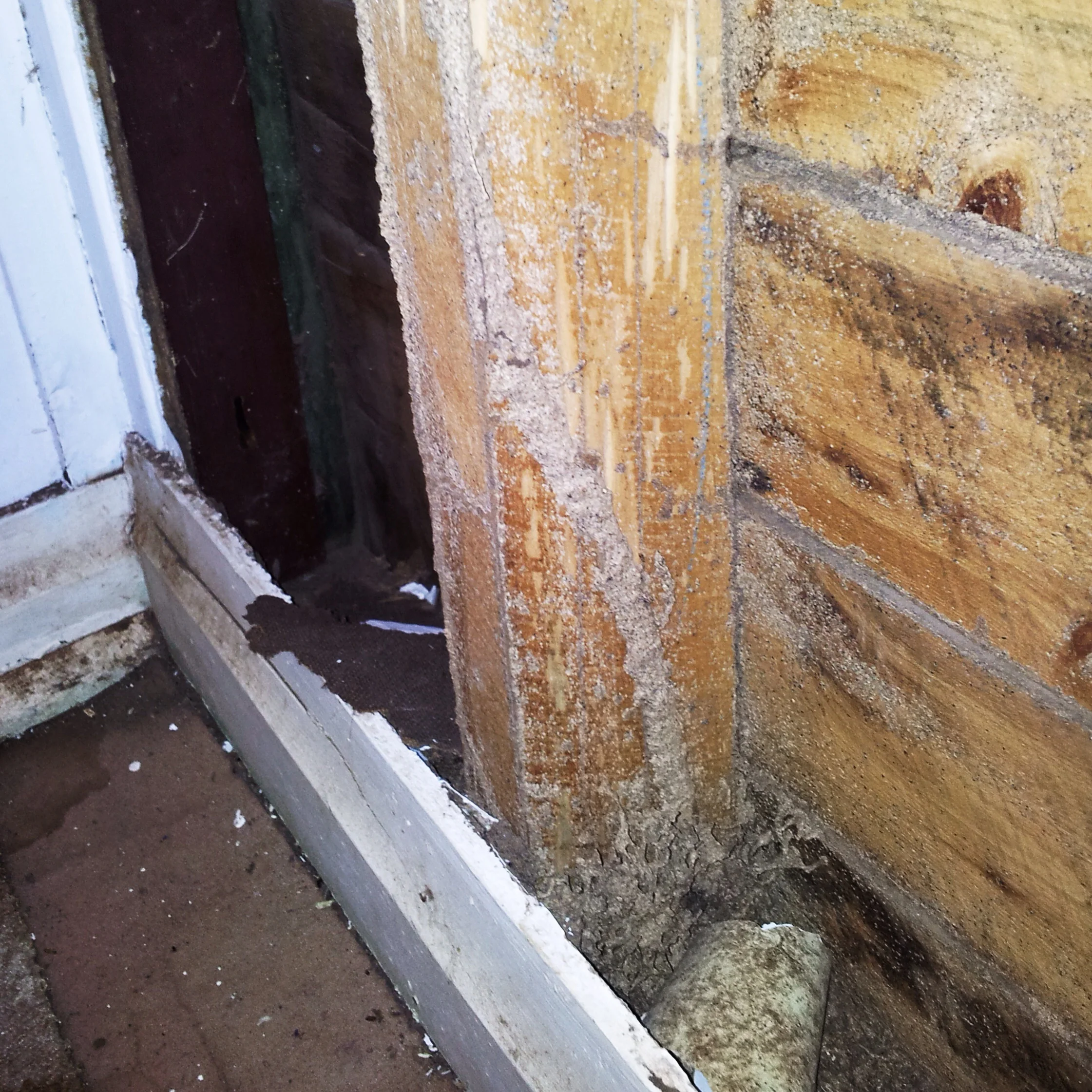 Large termite gallery on a Cypress Pine Stud. Cypress is considered a Class 1 Natural durability class timber.