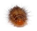 Anthrenus_verbasci_-_larva_front_(aka).jpg