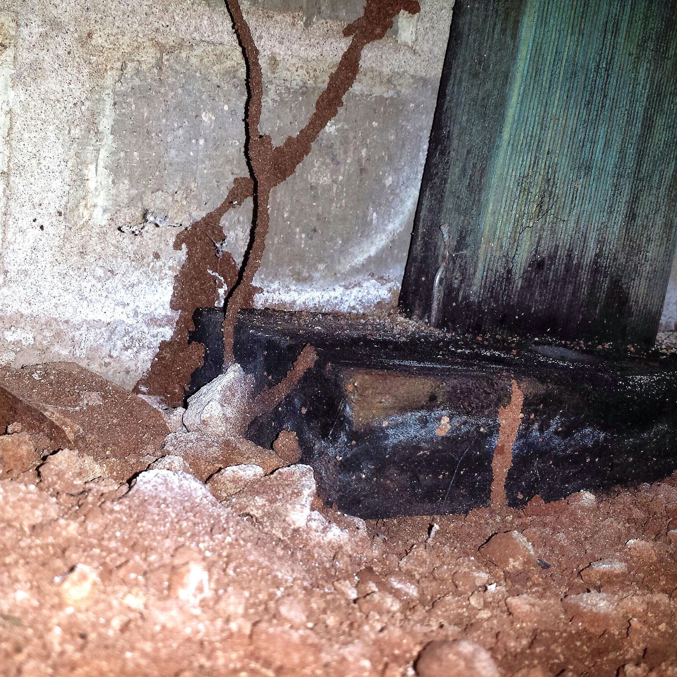 Treated pine framing used in a subfloor being eaten by termites.