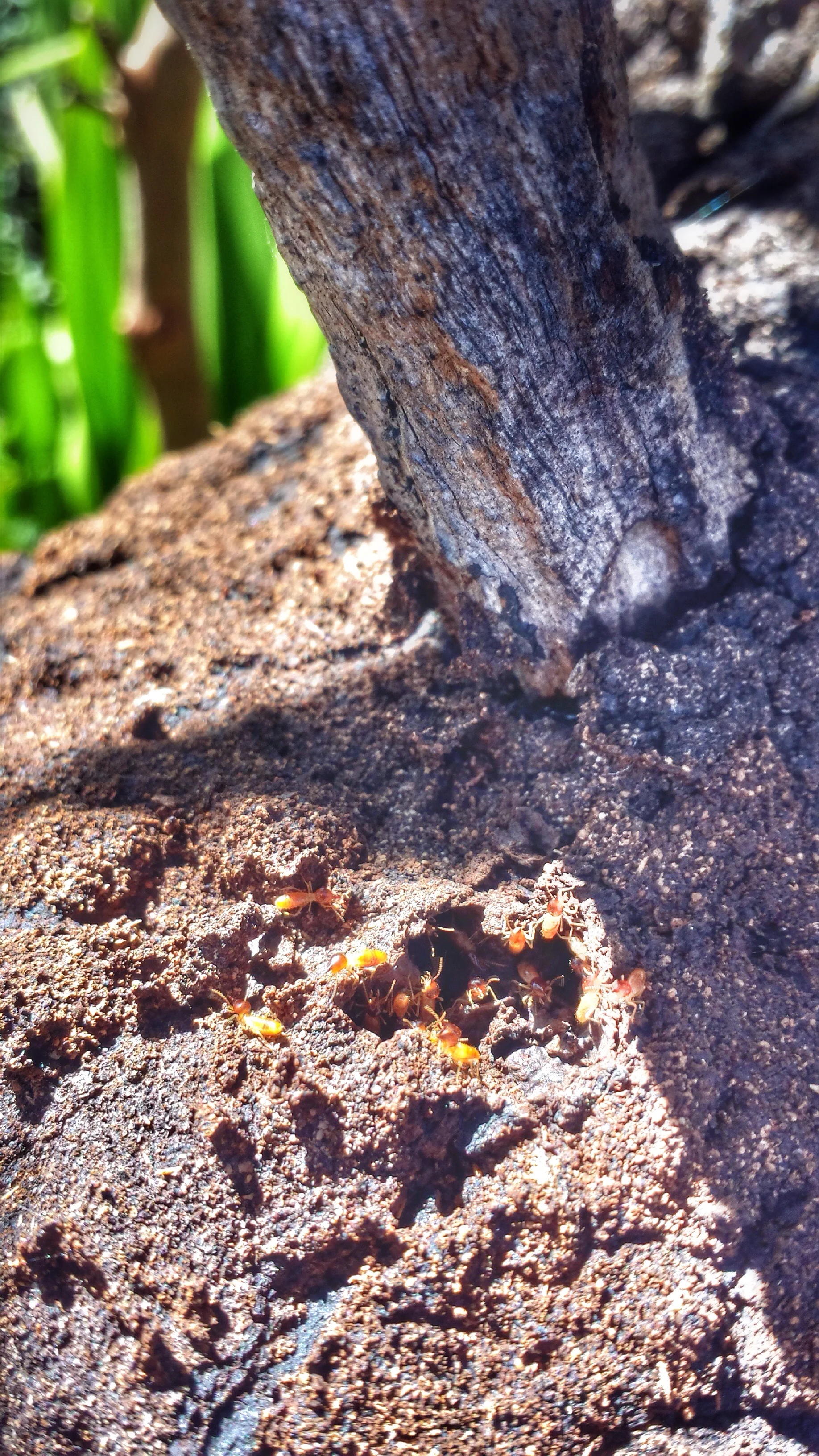 Nasutitermes termites in their nest. 