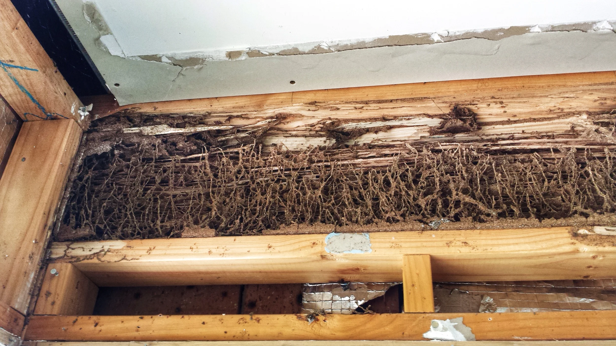 Extensive termite workings, the termites made themselves right at home, then invited all their friends and family over for an all you can eat buffet....