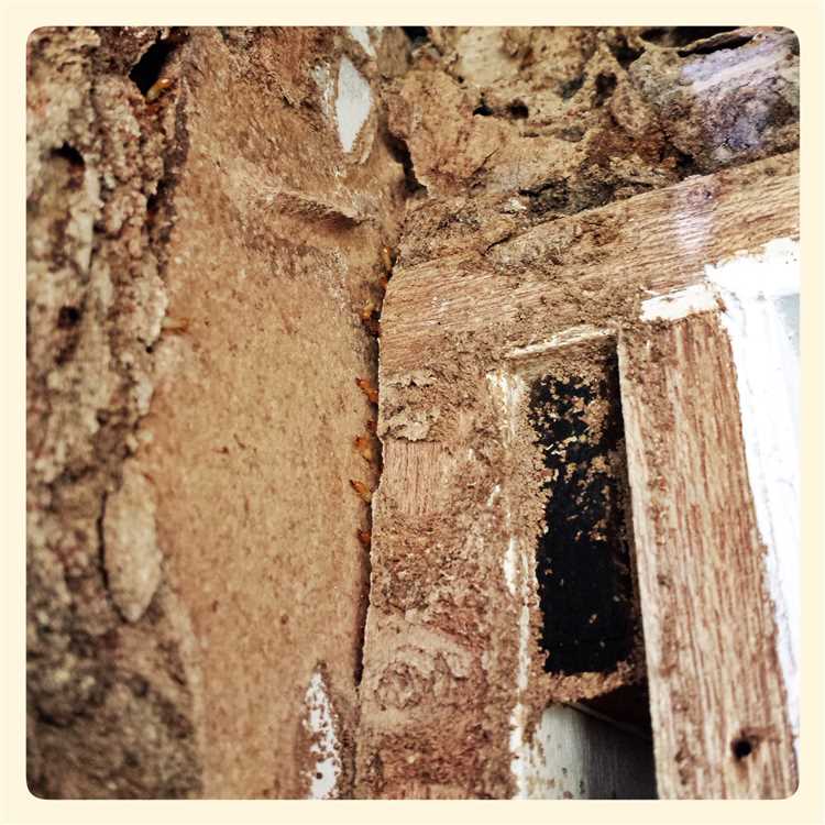 Termite Infestation