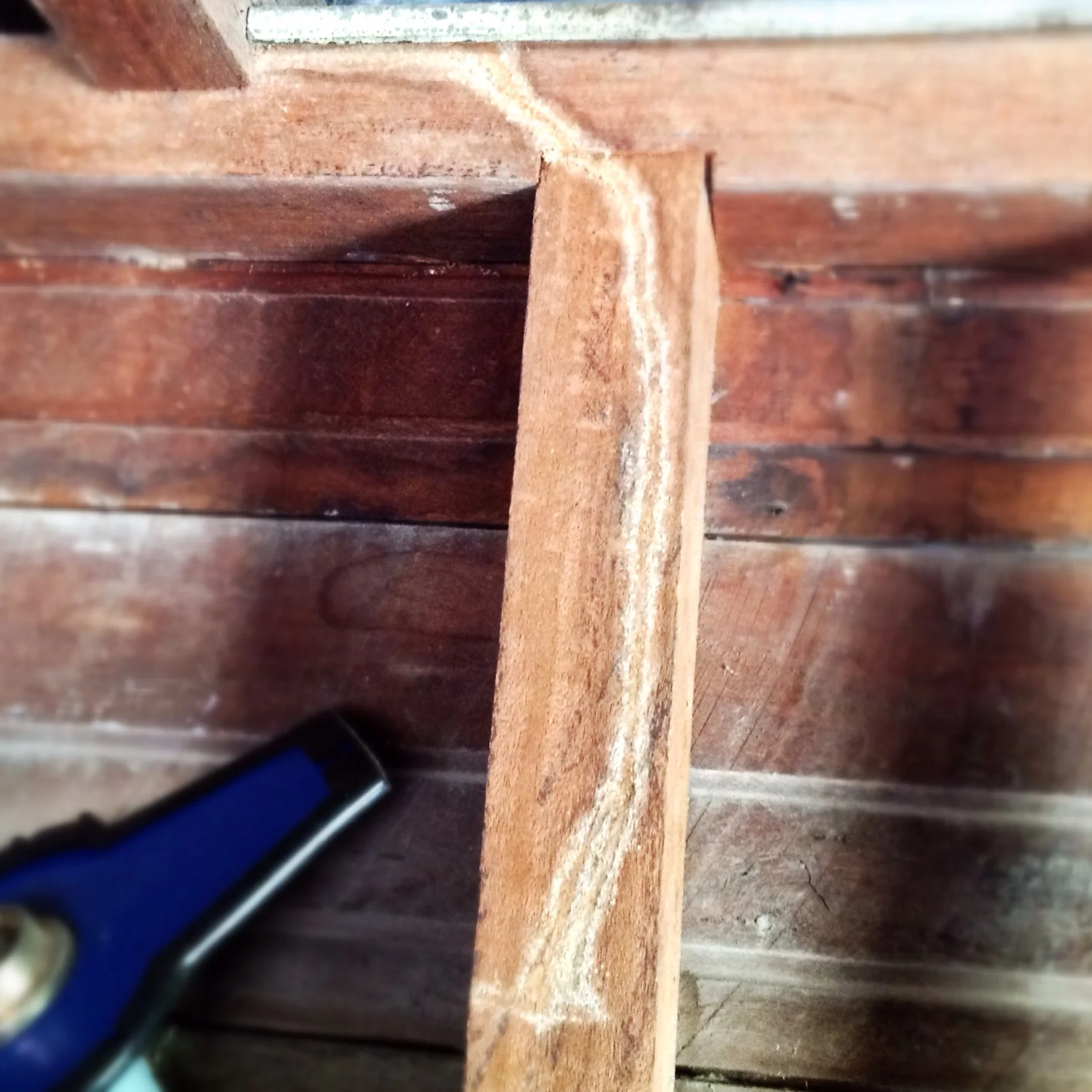 Although the mud gallery has been removed (this damage was done years before) you can clearly see the signs of termite damage. This spotting and staining on the surface are signs of termite activity, although it has not caused any structural damage to the timber. 
