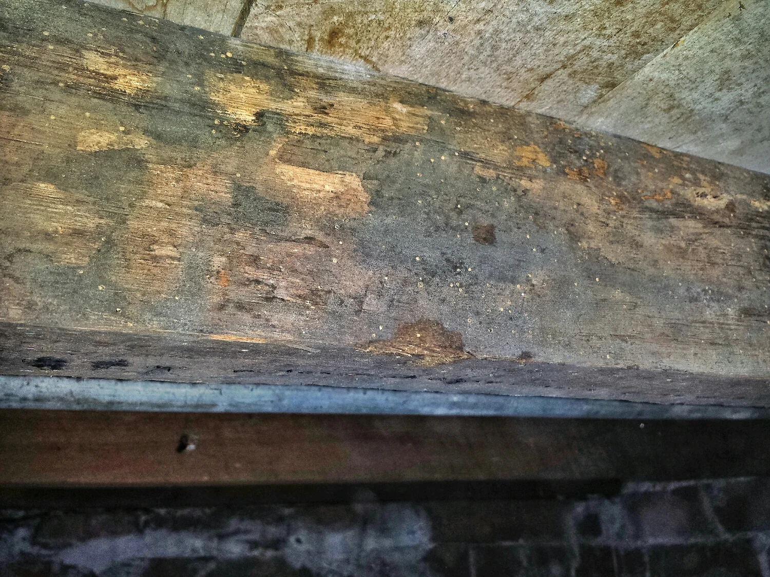 This bearer was peppered with damage from powder post beetles. Found during a routine termite inspection.