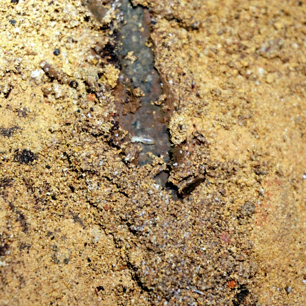 A Coptotermes acinaciformus worker. The Coptotermes genus is one of the most destructive termites in Australia, accounting for the majority of the timber damage in structures. These were found in a subfloor and were consuming leftover formwork in the subfloor.