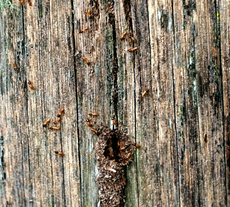 Nasutitermes on a fence post, this genus are very destructive termites, and are a threat to homes and timber structures. These were within 50m of a house and are a direct threat to the home.
