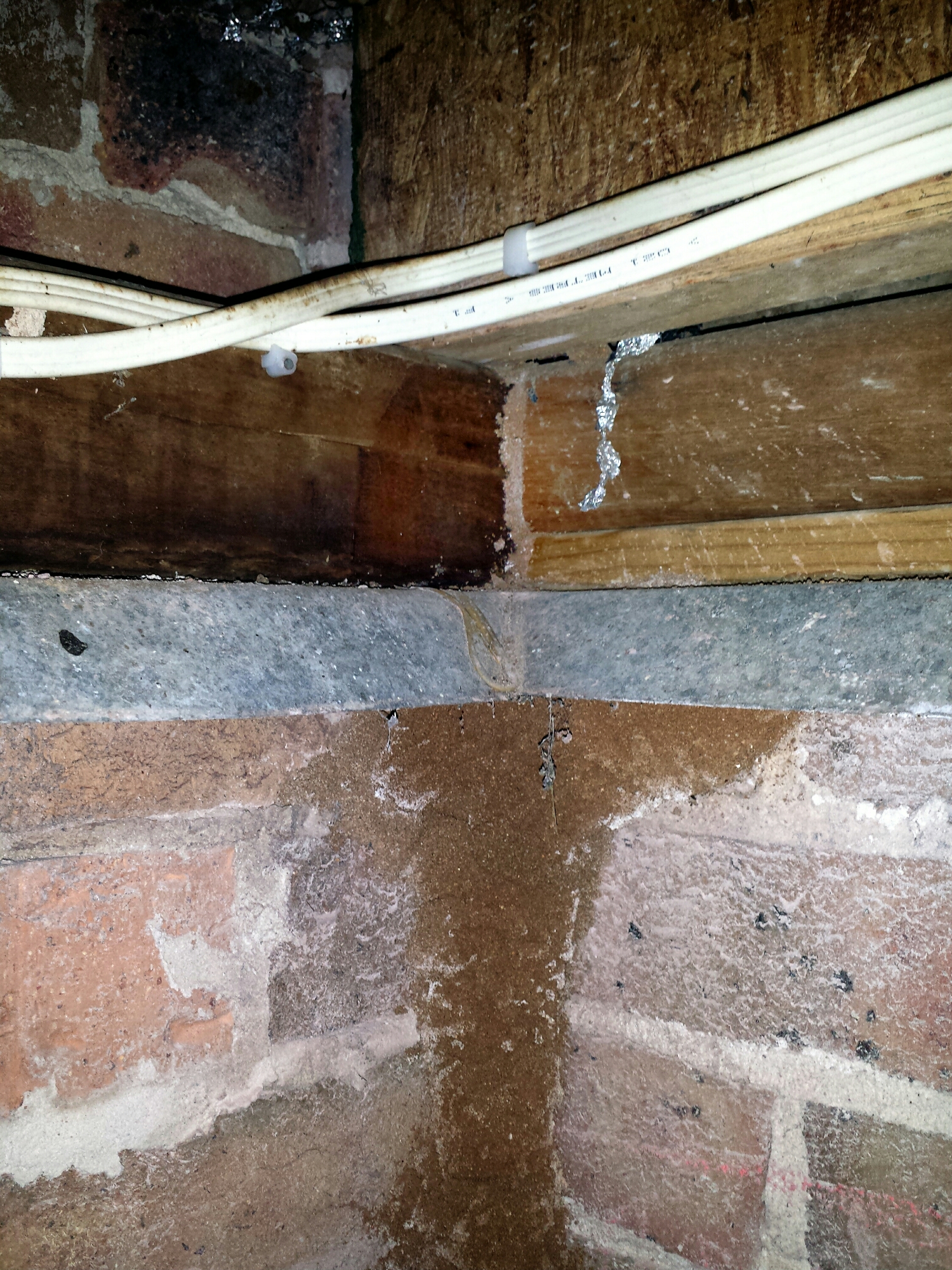 The termites have built a large mud shelter tube under this ant cap, but then you see them mysteriously appear in the timber above the ant cap! If this capping was a continuous barrier for the full width of the brick, they would have to build their mud shelter tube OVER the ant cap.