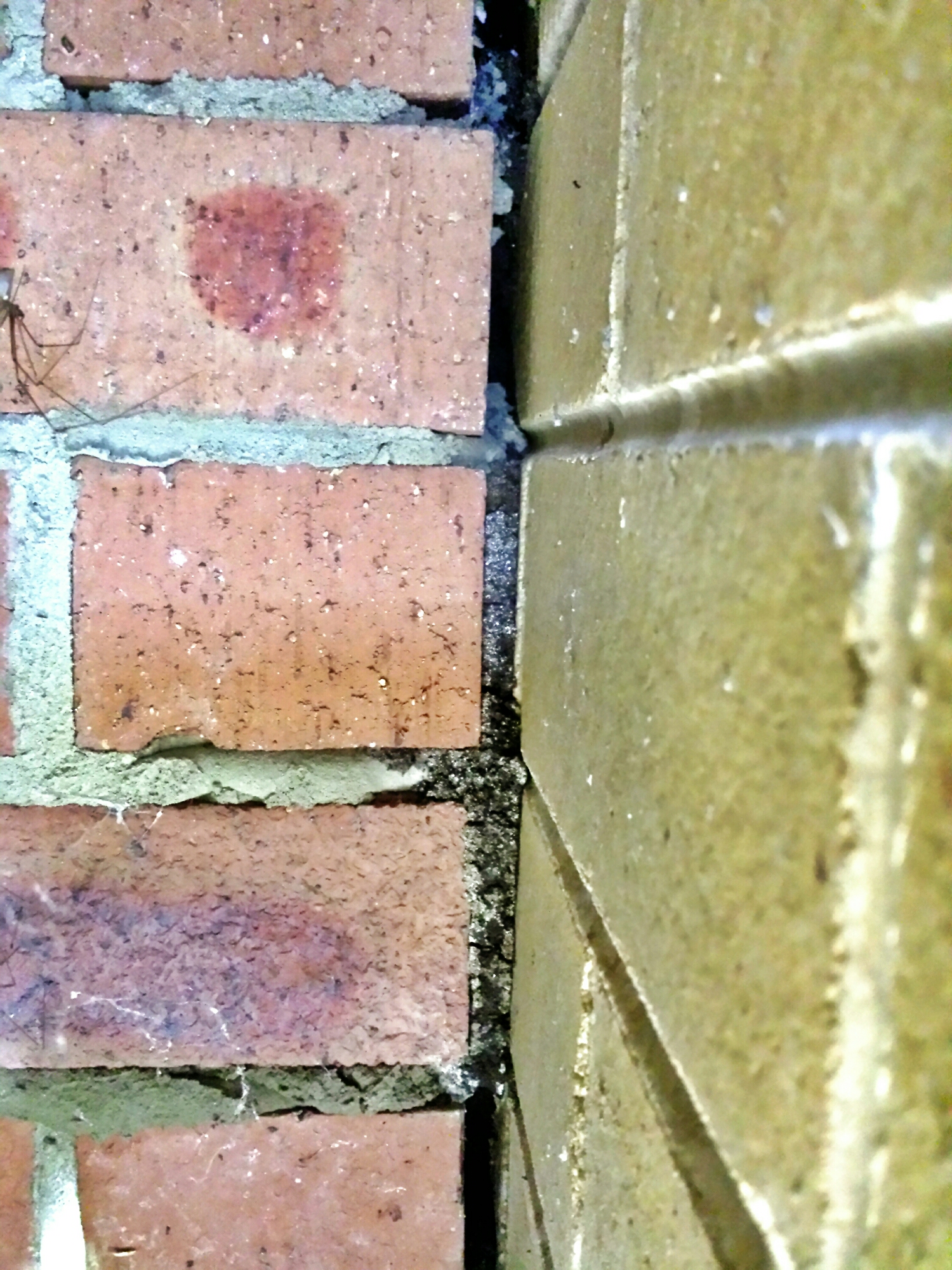 Termite mud packed in between an engaged pier in a subfloor and a dwarf wall. The mud is packed in tightly and does not fall out easily!