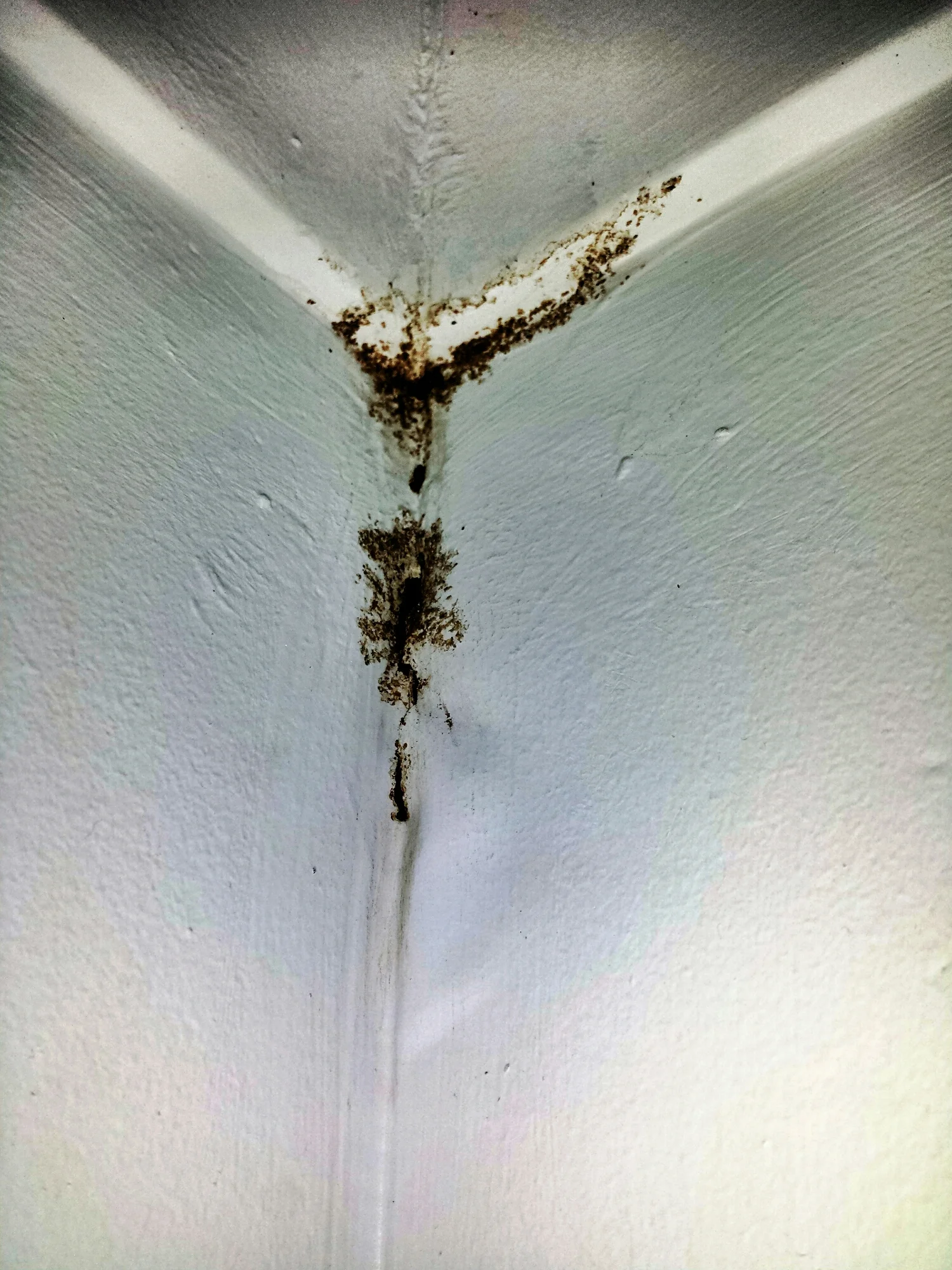 This termite activity is quite obvious! However, subtle signs are also present. Notice the bubbling of the paint on the right hand side just below the mudding. This is a sign of significant activity jay below the surface, this is something we look for during inspections as well. This was on a property in Mangrove Mountain.