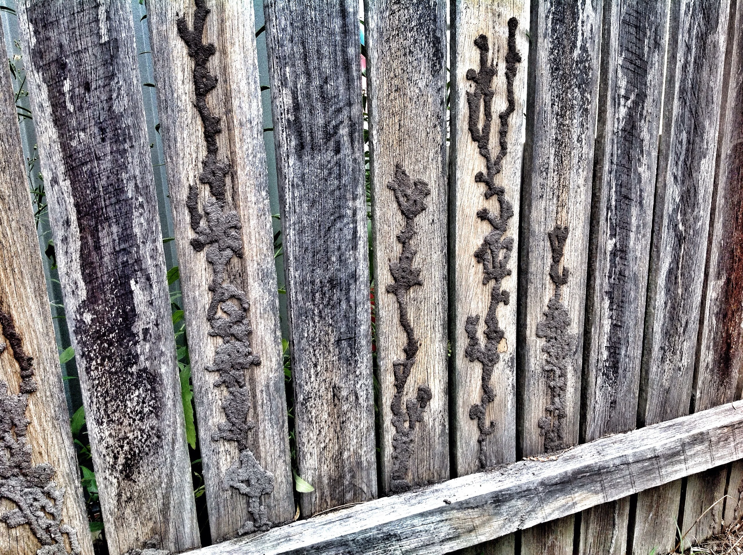 Termite galleries on the back of this fence show that the termites are quite a bit partial to fences!