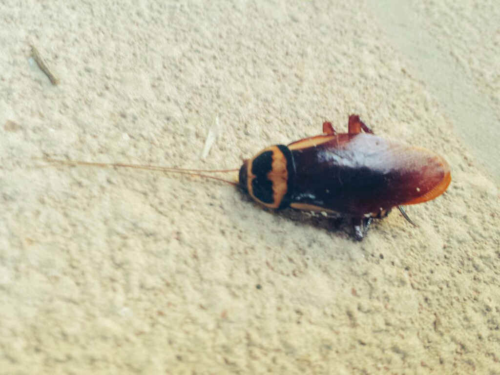 This Australian cockroach was bowled over by a small amount of residual Termidor.