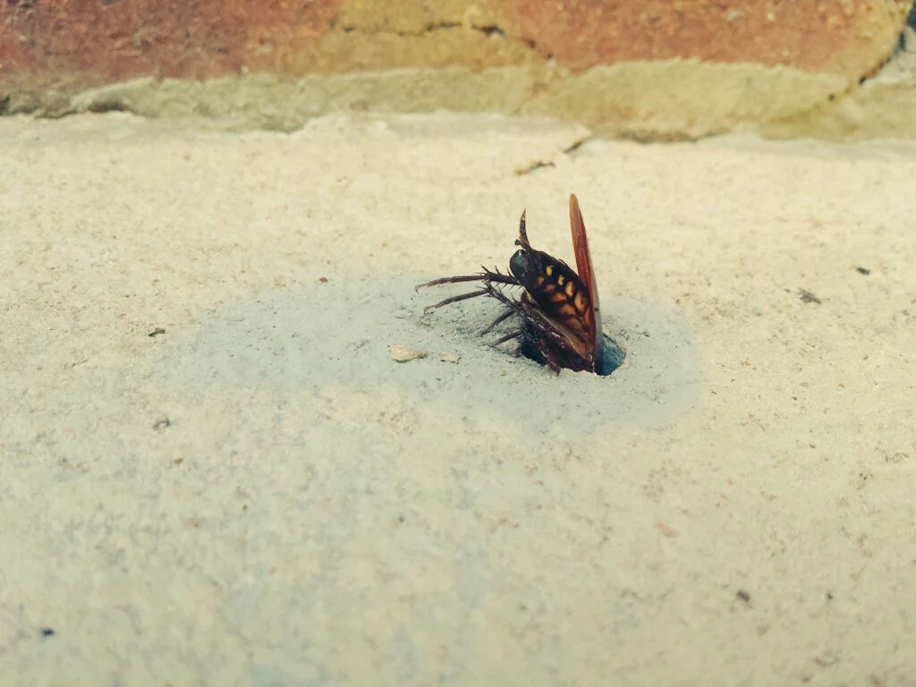 This cockroach wasn't living for long after it came across a little bit of residual Termidor following a termite treatment at Lake Macquarie. There is always a bit of Termidor in th hole following a termite treatment. This clearly shows how the Termidor does not repel insects.