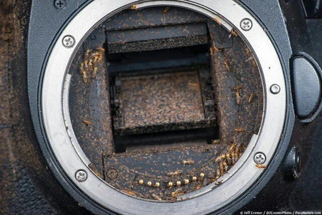 Nasutitermes in the shutter/mirror mechanism of the DSLR. Photos Copywright Jeff Cremer.