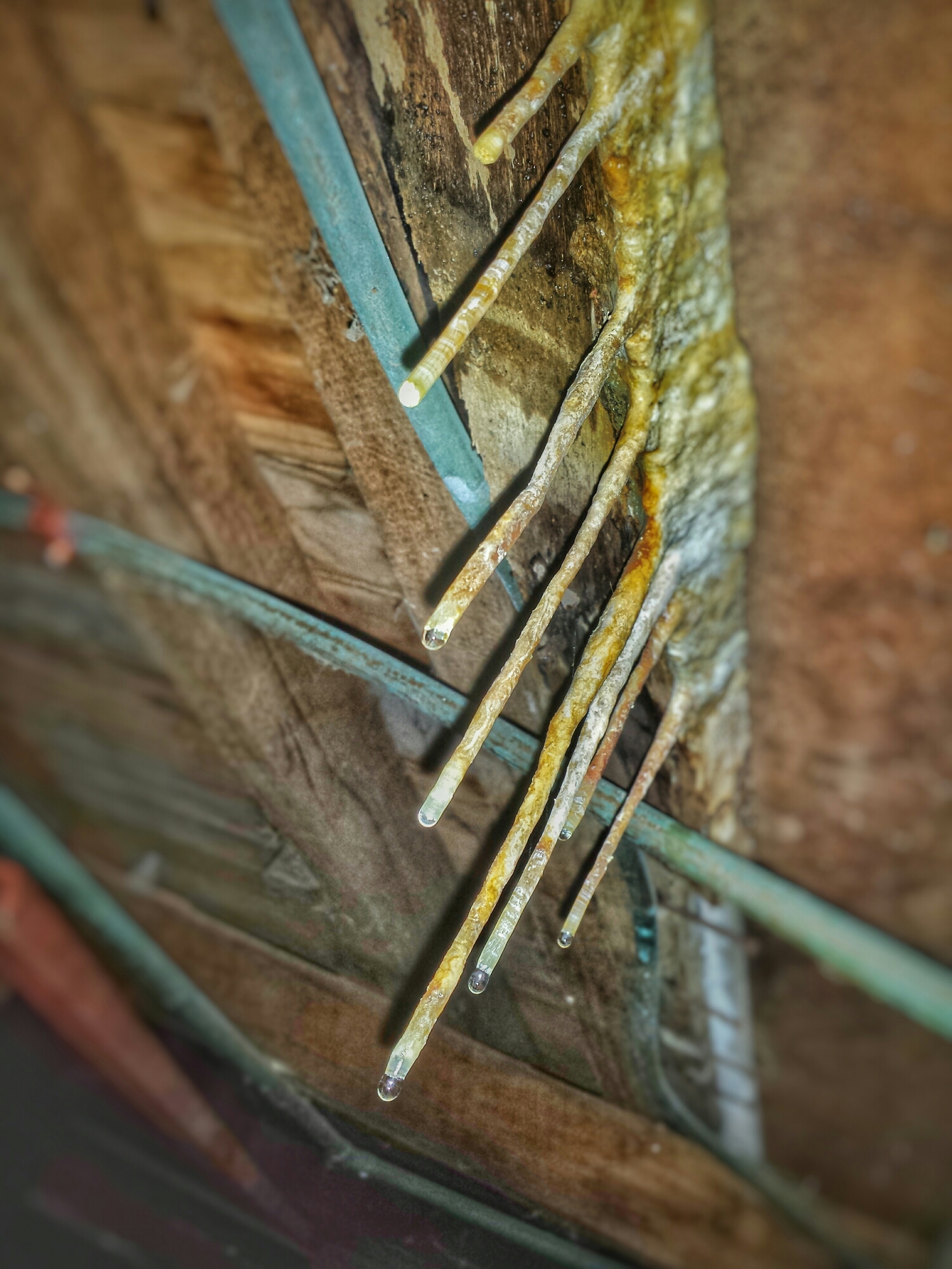 This water leak on the Central Coast had be dripping for so long, that stalactites had formed. They were still happily dripping away during the inspection.