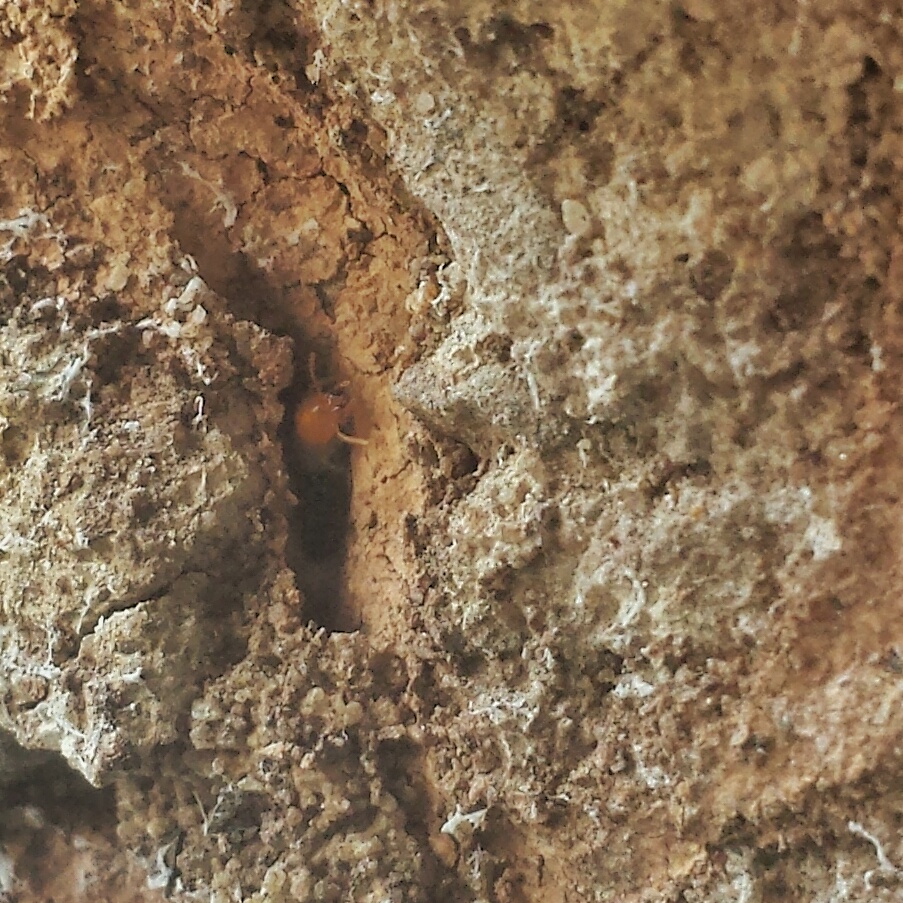 Termites outside a home - along the wall.