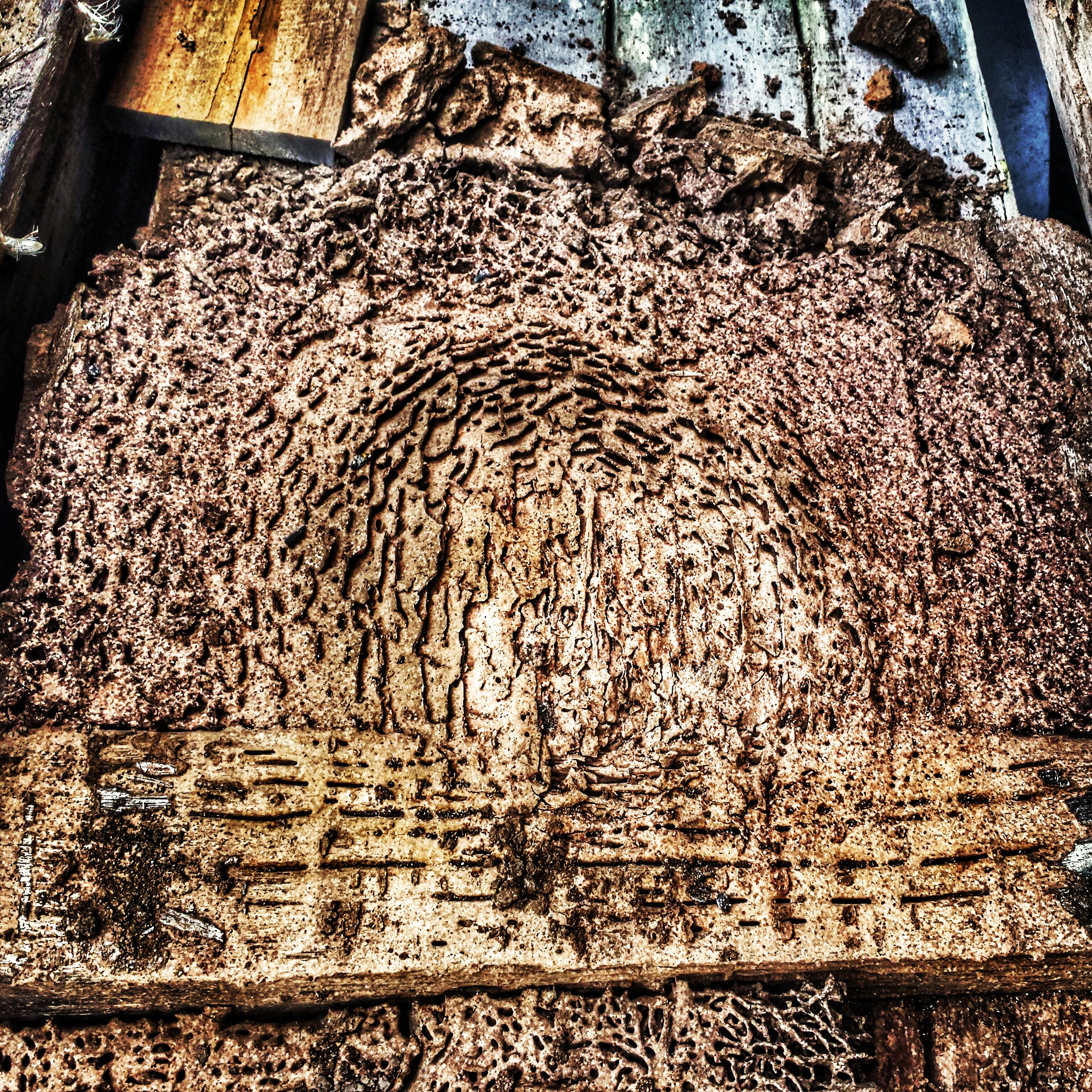 Termite Sub Nest in stored timber.
