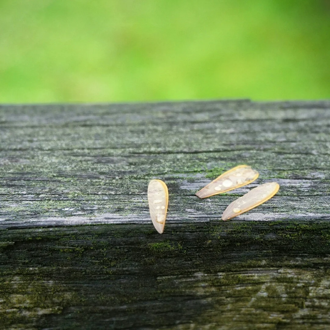 Termite wings are even in size and a pale yellow or straw colour. These were found not too far away from termite workings. 
