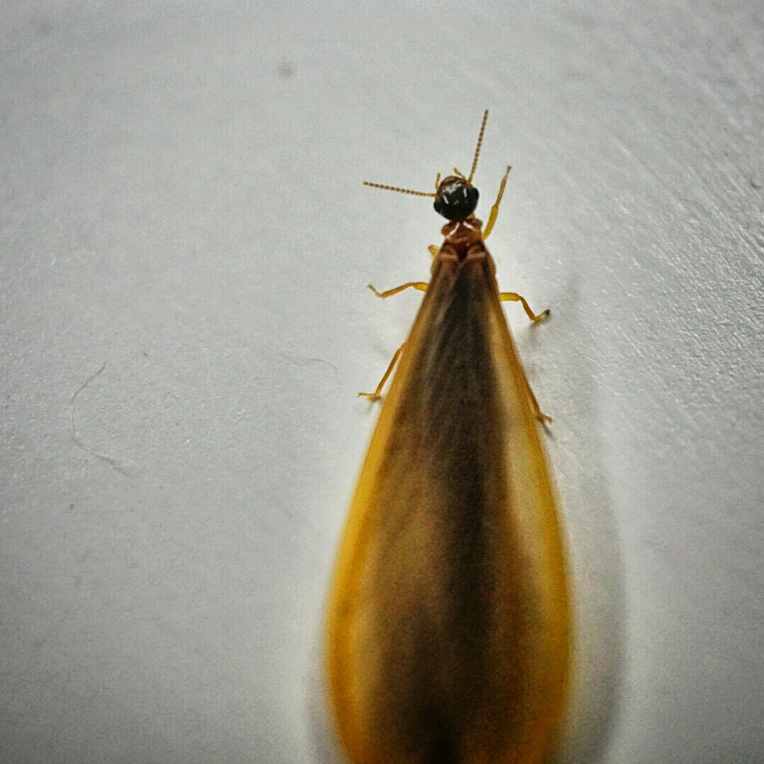 A close up view of an alate. They are darker than the other castes in the colony, have wings and eyes and are better able to survive in ambient conditions. 