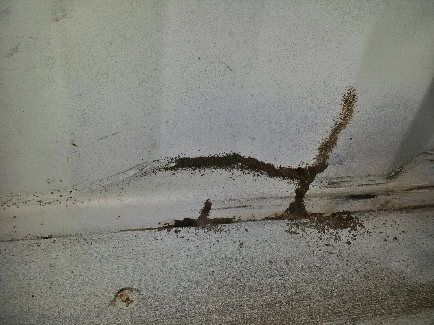 Termites found it extremely easy to get past the marine plywood flooring in this container to start looking for something to eat!