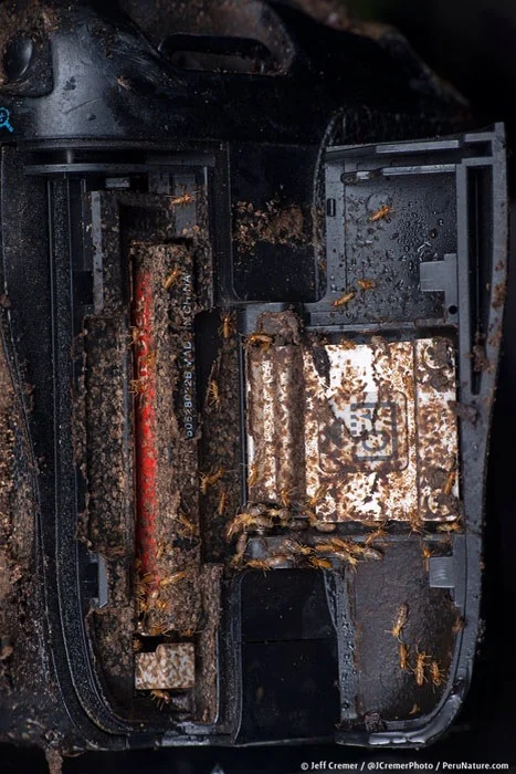 The termites completely destroyed the camera, fortunately he was able to recover data from the memory card.
