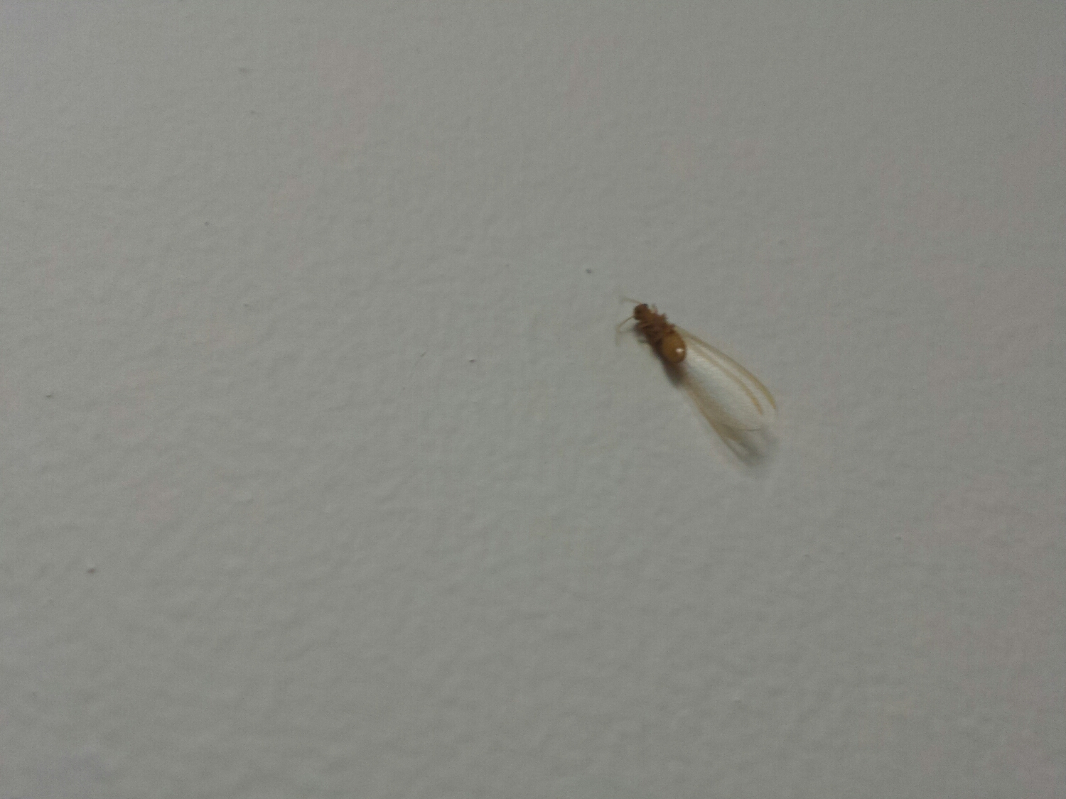 It's not uncommon to see these lying around everywhere in spring and summer. 